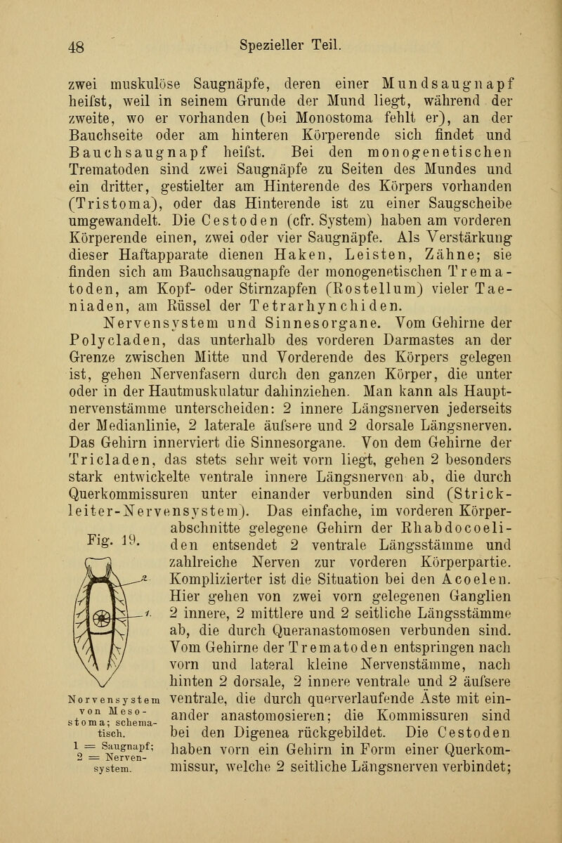 zwei muskulöse Saugnäpfe, deren einer Mundsaugnapf heifst, weil in seinem Grunde der Mund liegt, während der zweite, wo er vorhanden (bei Monostoma fehlt er), an der Bauchseite oder am hinteren Körperende sich findet und Bauchsaugnapf heifst. Bei den monogenetischen Treraatoden sind zwei Saugnäpfe zu Seiten des Mundes und ein dritter, gestielter am Hinterende des Körpers vorhanden (Tristoma), oder das Hinterende ist zu einer Saugscheibe umgewandelt. Die C est öden (cfr. System) haben am vorderen Körperende einen, zwei oder vier Saugnäpfe. Als Verstärkung dieser Haftapparate dienen Haken, Leisten, Zähne; sie finden sich am Bauchsaugnapfe der monogenetischen Trema- toden, am Kopf- oder Stirnzapfen (ßostellum) vieler Tae- niaden, am Rüssel der Tetrarhynchiden. Nervensystem und Sinnesorgane. Vom Gehirne der Polycladen, das unterhalb des vorderen Darmastes an der Grenze zwischen Mitte und Vorderende des Körpers gelegen ist, gehen Nervenfasern durch den ganzen Körper, die unter oder in der Hautmuskulatur dahinziehen. Man kann als Haupt- nervenstämme unterscheiden: 2 innere Längsnerven jederseits der Medianlinie, 2 laterale äufsere und 2 dorsale Längsnerven. Das Gehirn innerviert die Sinnesorgane. Von dem Gehirne der Tricladen, das stets sehr weit vorn liegt, gehen 2 besonders stark entwickelte ventrale innere Längsnervon ab, die durch Querkommissuren unter einander verbunden sind (Strick- leiter-Nervensystem). Das einfache, im vorderen Körper- abschnitte gelegene Gehirn der Ehabdocoeli- den entsendet 2 ventrale Längsstämme und zahlreiche Nerven zur vorderen Körperpartie. Komplizierter ist die Situation bei den Acoelen. Hier gehen von zwei vorn gelegenen Ganglien 2 innere, 2 mittlere und 2 seitliche Längsstämme ab, die durch Queranastomosen verbunden sind. Vom Gehirne der Trematoden entspringen nach vorn und lateral kleine Nervenstämme, nach hinten 2 dorsale, 2 innere ventrale und 2 äufsere Norvensystem Ventrale, die durch querverlaufende Äste mit ein- von Meso- ander anastomosieren; die Kommissuren sind Stoma; Schema- ' tisch. bei den Digenea rückgebildet. Die Cestoden ^o'l=^Nefve'if^' haben vorn ein Gehirn in Form einer Querkom- system. missui, welche 2 Seitliche Läugsnerven Verbindet;