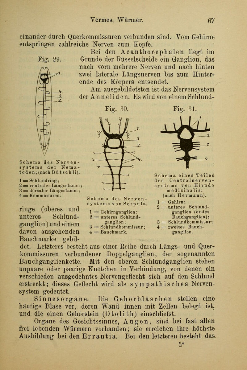 einander durch Querkommissuren verbunden sind. Vom Gehirne entspringen zahlreiche Nerven zum Kopfe. Bei den Acanthocephalen liegt im Fig. 29. Grunde der Büsselscheide ein Ganglion, das nach vorn mehrere Nerven und nach hinten zwei laterale Längsnerven bis zum Hinter- ende des Körpers entsendet. Am ausgebildetsten ist das Nervensystem der Anneliden. Es wird von einem Schlund- Fig. 30. Fig. 31. Schema des Nerven- systems der Nema- toden; (nach Bütschli). 1 = Schlundring; 2 =: ventraler Längsstamni: 3 = dorsaler Längsstamra; 4 = Kommissnren. Schema des Nerven- systems von Serpula. 1 = Gehirnganglion; 2 = unteres Schlund- ganglion : 3 = Schlundkommissur; 4 =: ßauchmark. Schema eines Teiles des Centralnerven- systems von Hlrndo medicinalis; (nach Hermann). 1 = Gehirn; 2 = unteres Schlund- ganglion (erstes Bauchganglion); 3 = Schlundkomraissur; 4 = zweites Bauch- ganglion. ringe (oberes und unteres Schlund- ganglion) und einem davon ausgehenden Bauchmarke gebil- det. Letzteres besteht aus einer Eeihe durch Längs- und Quer- kommissuren verbundener Boppelganglien, der sogenannten Bauchganglienkette. Mit den oberen Schlundganglien stehen unpaare oder paarige Knötchen in Verbindung, von denen ein verschieden ausgedehntes Nervengeflecht sich auf den Schlund erstreckt; dieses Geflecht wird als sympathisches Nerven- system gedeutet. Sinnesorgane. Die Gehörbläschen stellen eine häutige Blase vor, deren Wand innen mit Zellen belegt ist, und die einen Gehörstein (Otolith) einschliefst. Organe des Gesichtssinnes, Augen, sind bei fast allen frei lebenden Würmern vorhanden; sie erreichen ihre höchste Ausbildung bei den Errantia. Bei den letzteren besteht das. a*