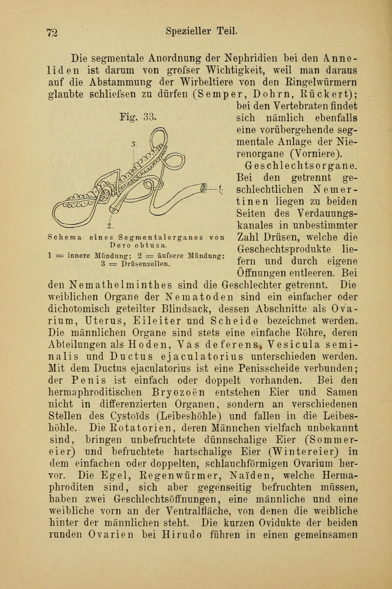 Schema eines Segmentalorganes Ton Dero obtusa. 1 = innere Mündung; 2 = äuC 3 = Drüsenzellen re Mündung; Die segmentale Anordnung der Nephridien bei den A.nne- liden ist darum von grofser Wichtigkeit, weil man daraus auf die Abstammung der Wirbeltiere von den Eingelwürmern glaubte schliefsen zu dürfen (Semper, Dohrn, Eückert); bei den Vertebraten findet rig. 33. sich nämlich ebenfalls eine vorübergehende seg- mentale Anlage der Nie- renorgane (Vorniere). Geschlechtsorgane. Bei den getrennt ge- schlechtlichen N e m e r - tinen liegen 7ai beiden Seiten des Yerdauungs- kanales in unbestimmter Zahl Drüsen, welche die Geschechtsprodukte lie- fern und durch eigene Öffnungen entleeren. Bei den Nemathelminthes sind die Geschlechter getrennt. Die weiblichen Organe der Nematoden sind ein einfacher oder dichotomisch geteilter Blindsack, dessen Abschnitte als Ova- rium, Uterus, Eileiter und Scheide bezeichnet werden. Die männlichen Organe sind stets eine einfache Eöhre, deren Abteilungen als Hoden, Vas deferens, Vesicula semi- nalis und Ductus ej aculatorius unterschieden werden. Mit dem Ductus ejaculatorius ist eine Penisscheide verbunden; der Penis ist einfach oder doppelt vorhanden. Bei den hermaphroditischen Bryozoen entstehen Eier und Samen nicht in differenzierten Organen, sondern an verschiedenen Stellen des Cystoids (Leibeshöhle) und fallen in die Leibes- höhle. Die Eotatorien, deren Männchen vielfach unbekannt sind, bringen unbefruchtete dünnschalige Eier (Sommer- eier) und befruchtete hartschalige Eier (Wintereier) in dem einfachen oder doppelten, schlauchförmigen Ovarium her- vor. Die Egel, Eegenwürmer, Naiden, welche Herma- phroditen sind, sich aber gegenseitig befruchten müssen, haben zwei Geschlechtsöffnungen, eine männliche und eine weibliche vorn an der Yentralfläche, von denen die weibliche hinter der männlichen steht. Die kurzen Ovidukte der beiden runden Ovarien bei Hirudo führen in einen gemeinsamen