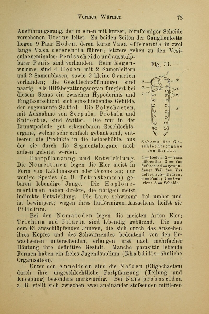 Fig. 34. Ausführungsgang, der in einen mit kurzer, birnförraiger Scheide versehenen Uterus leitet. Zu beiden Seiten der Ganglienkette liegen 9 Paar Hoden, deren kurze Vasa efferentia in zwei lange Vasa deferentia führen; letztere gehen zu den Vesi- culaeseminales; Penisscheide undausstülp- barer Penis sind vorhanden. Beim Regen- würme sind 4 Hoden mit 2 Samenleitern und 2 Samenblasen, sowie 2 kleine Ovarien vorhanden; die Geschlechtsöffnungen sind paarig. Als Hilfsbegattungsorgan fungiert bei diesem Genus ein zwischen Hypodermis und Ringfaserschicht sich einschiebendes Gebilde, der sogenannte Sattel. Die Polychaeten, mit Ausnahme von Serpula, Protula und Spirorbis, sind Zwitter. Die nur in der Brunstperiode gut erkennbaren Geschlechts- organe, welche sehr einfach gebaut sind, ent- leeren die Produkte in die Leibeshöhle, aus der sie durch die Segmentalorgane nach aufsen geleitet werden. Fortpflanzung und Entwicklung. Die Nemertinen legen die Eier meist in Form von Laichmassen oder Cocons ab; nur wenige Species (z. B. Tetrastemma) ge- bären lebendige Junge. Die H o p 1 o n e - mertinen haben direkte, die übrigen meist indirekte Entwicklung. Die Larve schwimmt frei umher und ist bewimpert; wegen ihres hutförmigen Aussehens heifst sie Pilidium. Bei den Nematoden legen die meisten Arten Eier; Trichina und Filaria sind lebendig gebärend. Die aus dem Ei ausschlüpfenden Jungen, die sich durch das Aussehen ihres Kopfes und des Schwanzendes bedeutend von den Er- wachsenen unterscheiden, erlangen erst nach mehrfacher Häutung ihre definitive Gestalt. Manche parasitär lebende Formen haben ein freies Jugendstadium (Rhabditis-ähnliche Organisation). Unter den Anneliden sind die Naiden (Oligochaeten) durch ihre ungeschlechtliche Fortpflanzung (Teilung und Knospung) besonders merkwürdig. Bei Nais proboscidea z. B. stellt sich zwischen zwei aneinander stofsenden mittleren Schema der G e- schlechtsorgan& von Hirndo. 1= Hoden; 2 = Vasa efferentia; 3 = Vas deferens; 4 = gewnn- dener Teil des Vas deferens; 5::=Drüsen; 6 z= Penis; 7 = Ova- rien; 8 = Scheide.