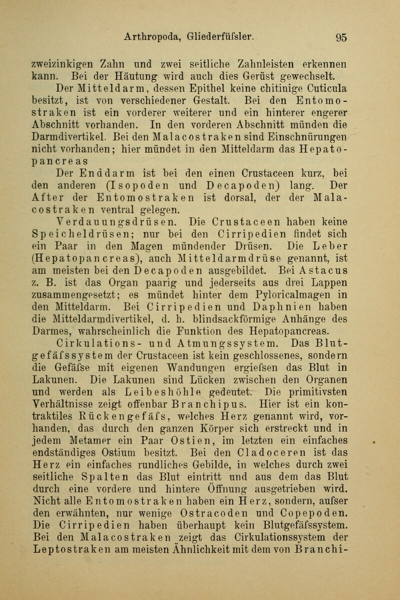 zweizinkigen Zahn und zwei seitliche Zahnleisten erkennen kann. Bei der Häutung wird auch dies Gerüst gewechselt. Der Mitteldarm, dessen Epithel keine chitiuige Cuticula besitzt, ist von verschiedener Gestalt. Bei den Entomo- straken ist ein vorderer weiterer und ein hinterer engerer Abschnitt vorhanden. In den vorderen Abschnitt münden die Darmdivertikel. Bei den Malacostraken sind Einschnürungen nicht vorhanden; hier mündet in den Mitteldarm das Hepato- pancreas Der Enddarm ist bei den einen Crustaceen kurz, bei den anderen (Isopoden und Decapoden) lang. Der After der Entomostraken ist dorsal, der der Mala- costraken ventral gelegen. Verdauungsdrüsen. Die Crustaceen haben keine Speicheldrüsen; nur bei den Cirripedien findet sich ein Paar in den Magen mündender Drüsen. Die Leber (Hepatopan creas), auch Mitteldarmdrüse genannt, ist am meisten bei den Decapoden ausgebildet. Bei Astacus z. B. ist das Organ paarig und jederseits aus drei Lappen zusammengesetzt; es mündet hinter dem Pyloricalmagen in den Mitteldarm. Bei Cirripedien und Daphnien haben die Mitteldarmdivertikel, d. h. blindsackförraige Anhänge des Darmes, wahrscheinlich die Funktion des Hepatopancreas. Cirkulations- und Atmungssystem. Das Blut- gefäfsSystem der Crustaceen ist kein geschlossenes, sondern die Gefäfse mit eigenen Wandungen ergiefsen das Blut in Lakunen. Die Lakunen sind Lücken zwischen den Organen und werden als Leibeshöhle gedeutet. Die primitivsten Verhältnisse zeigt offenbar Bran chipus. Hier ist ein kon- traktiles Rücken gefäfs, welches Herz genannt wird, vor- handen, das durch den ganzen Körper sich erstreckt und in jedem Metamer ein Paar Ostien, im letzten ein einfaches endständiges Ostium besitzt. Bei den Cladoceren ist das Herz ein einfaches rundliches Gebilde, in welches durch zwei seitliche Spalten das Blut eintritt und aus dem das Blut durch eine vordere und hintere Öffnung ausgetrieben wird. Nicht alle Entomostraken haben ein Herz, sondern, aufser den erwähnten, nur wenige Ostracoden und Copepoden. Die Cirripedien haben überhaupt kein BlutgefäfsSystem. Bei den Malacostraken zeigt das Cirkulationssystem der Leptostraken am meisten Ähnlichkeit mit dem von Branchi-