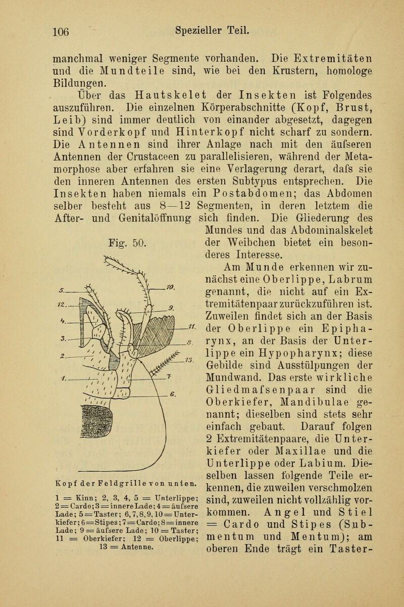 manchmal weniger Segmente vorhanden. Die Extremitäten und die Mundteile sind, wie bei den Krustern, lioraologe Bildungen. Über das Hautskelet der Insekten ist Folgendes auszuführen. Die einzelnen Körperabschnitte (Kopf, Brust, Leib) sind immer deutlich von einander abgesetzt, dagegen sind Vorder köpf und Hinterkopf nicht scharf zu sondern. Die Antennen sind ihrer Anlage nach mit den äufseren Antennen der Crustaceen zu parallelisieren, während der Meta- morphose aber erfahren sie eine Verlagerung derart, dafs sie den inneren Antennen des ersten Subtypus entsprechen. Die Insekten haben niemals ein Postabdomen; das Abdomen selber besteht aus 8-—12 Segmenten, in deren letztem die After- und Genitalöffnung sich finden. Die Gliederung des Mundes und das Abdominalskelet der Weibchen bietet ein beson- deres Interesse. Am Munde erkennen wir zu- nächst eine Oberlippe, Labrum genannt, die nicht auf ein Ex- tremitätenpaar zurückzuführen ist. Zuweilen findet sich an der Basis der Oberlippe ein Epipha- rynx, an der Basis der Unter- lippe ein Hypopharynx; diese Gebilde sind Ausstülpungen der Mundwand. Das erste wirkliche Gliedmafsenpaar sind die Oberkiefer, Mandibulae ge- nannt; dieselben sind stets sehr einfach gebaut. Darauf folgen 2 Extremitätenpaare, die Unter- kiefer oder Maxillae und die Unterlippe oder Labium. Die- selben lassen folgende Teile er- kennen, die zuweilen verschmolzen sind, zuweilen nicht vollzählig vor- kommen. Angel und Stiel = Card0 und Stipes (Sub- mentum und Mentum); am oberen Ende trägt ein Taster- Kopf der Feldgrille von unten. 1 = Kinn; 2, 3, 4, 5 = Unterlippe; 2 = Cardo; 3 = innere Lade; 4 := äufsere Lade; 5 = Taster; 6,7,8,9,10 = Unter- kiefer ; 6=Stipes; 7 = Cardo; 8 =; innere Lade; 9 = äufsere Lade; 10 = Taster; 11 = Oberkiefer; 12 = Oberlippe; 13 = Antenne.