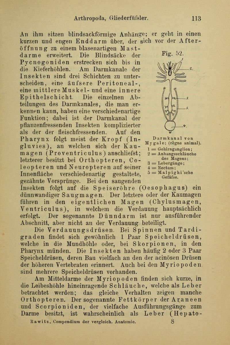 Fig. 52. An ihm sitzen blindsackförraige Anhänge; er geht in einen kurzen und engen Enddarm über, der sich vor der After- öffnung zu einem blasenartigen Mast- darme erweitert. Die Blindsäcke der Pycnogoniden erstrecken sich bis in die Kieferhöhlen. Am Darmkanale der Insekten sind drei Schichten zu unter- scheiden, eine äufsere Peritoneal-, eine mittlere Muskel- und eine innere Epithelschicht. Die einzelnen Ab- teilungen des Darmkanales, die man er- kennen kann, haben eine verschiedenartige Funktion; dabei ist der Darmkanal der pflanzenfressenden Insekten komplizierter als der der fleischfressenden. Auf den Pharynx folgt meist der Kropf (In- gluvies), an welchen sich der Kau- magen (Proventriculus) anschliefst; letzterer besitzt bei Orthopteren, Co- leopteren und Neuropteren auf seiner Innenfläche verschiedenartig gestaltete, gezähnte Vorsprünge. Bei den saugenden Insekten folgt auf die Speiseröhre (Oesophagus) ein dünnwandiger Saugmagen. Der letztere oder der Kaumagen führen in den eigentlichen Magen (Chylusmagen, Ventriculus), in welchem die Verdauung hauptsächlich erfolgt. Der sogenannte Dünndarm ist nur ausführender Abschnitt, aber nicht an der Verdauung beteiligt. Die Verdauungsdrüsen. Bei Spinnen und Tardi- graden findet sich gewöhnlich 1 Paar Speicheldrüsen, welche in die Mundhöhle oder, bei Skorpionen, in den Pharynx münden. Die Insekten haben häufig 2 oder 3 Paar Speicheldrüsen, deren Bau vielfach an den der acinösen Drüsen der höheren Vertebraten erinnert. Auch bei den Myriopoden sind mehrere Speicheldrüsen vorhanden. Am Mitteldarme der Myriopoden finden sich kurze, in die Leibeshöhle hineinragende Schläuche, welche als Leber betrachtet werden; das gleiche Verhalten zeigen manche Orthopteren. Der sogenannte Fettkörper der Araneen und Scorpioniden, der vielfache Ausführungsgänge zum Darme besitzt, ist wahrscheinlich als Leber (Hepato- Kawitz, Compendium der vergleich. Anatomie. 8 Darmkanal von Mygale; (regne animal). 1 = Gehirnganglion; 2 = Anhangsschläuche des Magens; 3 = Lebergänge; 4 = Kectam; 5 = Malpighi'sche Gefäfse.