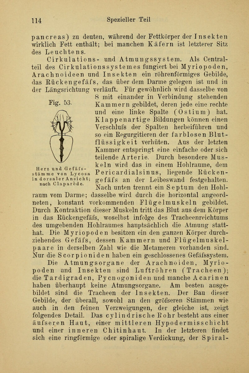 pancreas) zu deuten, während der Fettkörper der Insekten wirklich Fett enthält; bei manchen Käfern ist letzterer Sitz des Leuchtens. Cirkulations- und Atmungssystem. Als Central- teil des Cirkulationssystemes fungiert bei Myriopoden, Arachnoideen und Insekten ein röhrenförmiges Gebilde, das Bückengefäfs, das über dem Darme gelegen ist und in der Längsrichtung verläuft. Für gewöhnlich wird dasselbe von 8 mit einander in Verbindung stehenden Kammern gebildet, deren jede eine rechte und eine linke Spalte (Ostium) hat. Klappenartige Bildungen können einen Verschlufs der Spalten herbeiführen und so ein Regurgitieren der farblosen Blut- flüssigkeit verhüten. Aus der letzten Kammer entspringt eine einfache oder sich teilende Arterie, Durch besondere Mus- , ^ ,., kein wird das in einem Hohlräume, dem Herz Tina Getafs- -r-, • t- i • t t -r. •• i Stämme von Lycosa Pericard 1 alsluUS, liegende Kucken- in dorsaler Ansicht; gefäfs an der Leibeswaud festgehalten, apare e. ;^^ß]^ uuteu trennt ein Septum den Hohl- raum vom Darme; dasselbe wird durch die horizontal angeord- neten, konstant vorkommenden Flügelmuskeln gebildet. Durch Kontraktion dieser Muskeln tritt das Blut aus dem Körper in das Rückengefäfs, woselbst infolge des Tracheenreichtums des umgebenden Hohlraumes hauptsächlich die Atmung statt- hat. Die Myriopoden besitzen ein den ganzen Körper durch- ziehendes Gefäfs, dessen Kammern und Flügelmuskel- paare in derselben Zahl wie die Metameren vorhanden sind. Nur die Scorpioniden haben ein geschlossenes Gefäfssystem. Die Atmungsorgane der Arachnoiden, Myrio- poden und Insekten sind Luftröhren (Tracheen); die Tardigraden, Pycnogoniden und manche Acarinen haben überhaupt keine Atmungsorgane. Am besten ausge- bildet sind die Tracheen der Insekten. Der Bau dieser Gebilde, der überall, sowohl an den gröfseren Stämmen wie auch in den feinen Verzweigungen, der gleiche ist, zeigt folgendes Detail. Das cylindrische Eohr besteht aus einer äufseren Haut, einer mittleren Hypo dermis schiebt und einer inneren Chitin haut. In der letzteren findet sich eine ringförmige oder spiralige Verdickung, der Spiral-