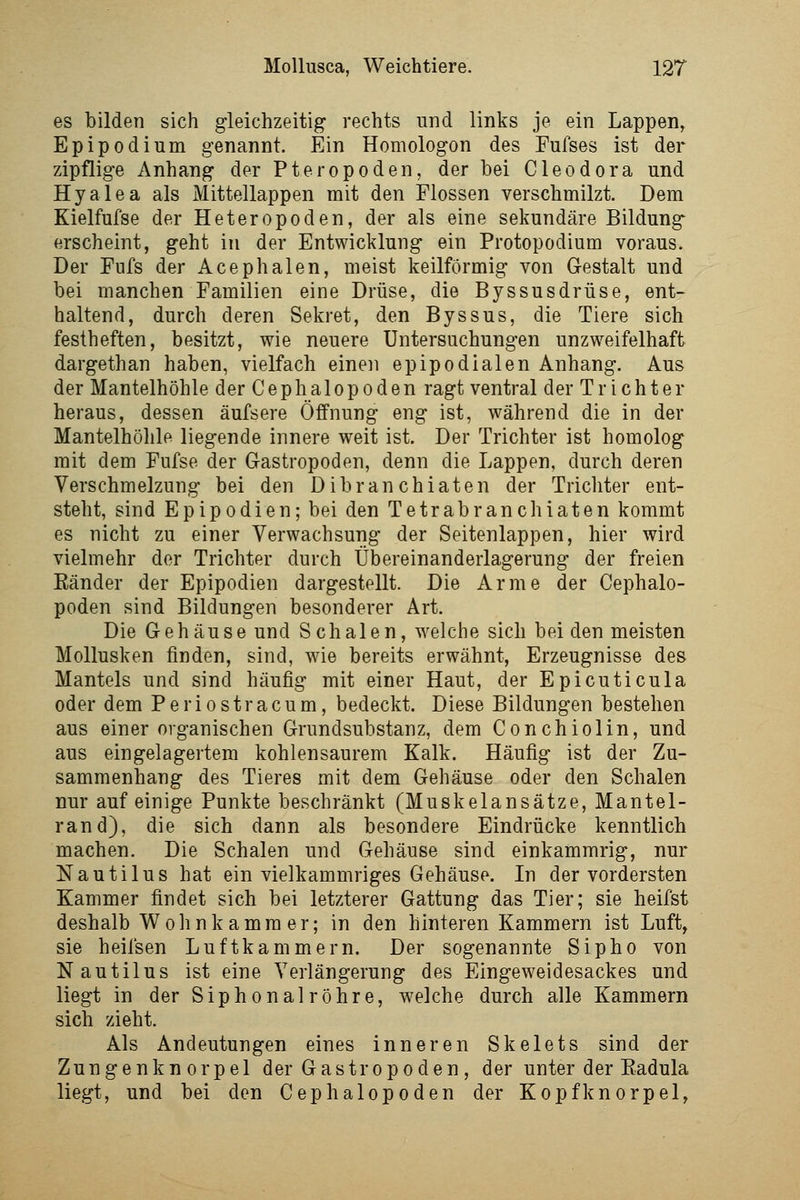 es bilden sich gleichzeitig rechts und links je ein Lappen, Epipodium genannt. Ein Homologon des Fufses ist der zipflige Anhang der Pteropoden, der bei Cleodora und Hyalea als Mittellappen mit den Flossen verschmilzt. Dem Kielfufse der Heteropoden, der als eine sekundäre Bildung erscheint, geht in der Entwicklung ein Protopodium voraus. Der Fufs der Acephalen, meist keilförmig von Gestalt und bei manchen Familien eine Drüse, die Byssusdrüse, ent- haltend, durch deren Sekret, den Byssus, die Tiere sich festheften, besitzt, wie neuere Untersuchungen unzweifelhaft dargethan haben, vielfach einen epipodialen Anhang. Aus der Mantelhöhle derCephalopoden ragt ventral der Trichter heraus, dessen äufsere Öffnung eng ist, während die in der Mantelhöhle liegende innere weit ist. Der Trichter ist homolog mit dem Fufse der Gastropoden, denn die Lappen, durch deren Verschmelzung bei den Dibran chiaten der Trichter ent- steht, sind Epipodien; bei den Tetrabranchiaten kommt es nicht zu einer Verwachsung der Seitenlappen, hier wird vielmehr der Trichter durch Übereinanderlagerung der freien Eänder der Epipodien dargestellt. Die Arme der Cephalo- poden sind Bildungen besonderer Art. Die Gehäuse und Schalen, -welche sich bei den meisten Mollusken finden, sind, wüe bereits erwähnt, Erzeugnisse des Mantels und sind häufig mit einer Haut, der Epicuticula oder dem Periostracum, bedeckt. Diese Bildungen bestehen aus einer organischen Grundsubstanz, dem Conchiolin, und aus eingelagertem kohlensaurem Kalk. Häufig ist der Zu- sammenhang des Tieres mit dem Gehäuse oder den Schalen nur auf einige Punkte beschränkt (Muskelansätze, Mantel- rand), die sich dann als besondere Eindrücke kenntlich machen. Die Schalen und Gehäuse sind einkammrig, nur Nautilus hat ein vielkammriges Gehäuse. In der vordersten Kammer findet sich bei letzterer Gattung das Tier; sie heifst deshalb Woh nkamra er; in den hinteren Kammern ist Luft, sie heifsen Luftkammern. Der sogenannte Sipho von Nautilus ist eine Verlängerung des Eingeweidesackes und liegt in der Siphonalröhre, w^elche durch alle Kammern sich zieht. Als Andeutungen eines inneren Skelets sind der Zungenknorpel der Gastropoden, der unter der Eadula liegt, und bei den Cephalopoden der Kopfknorpel,