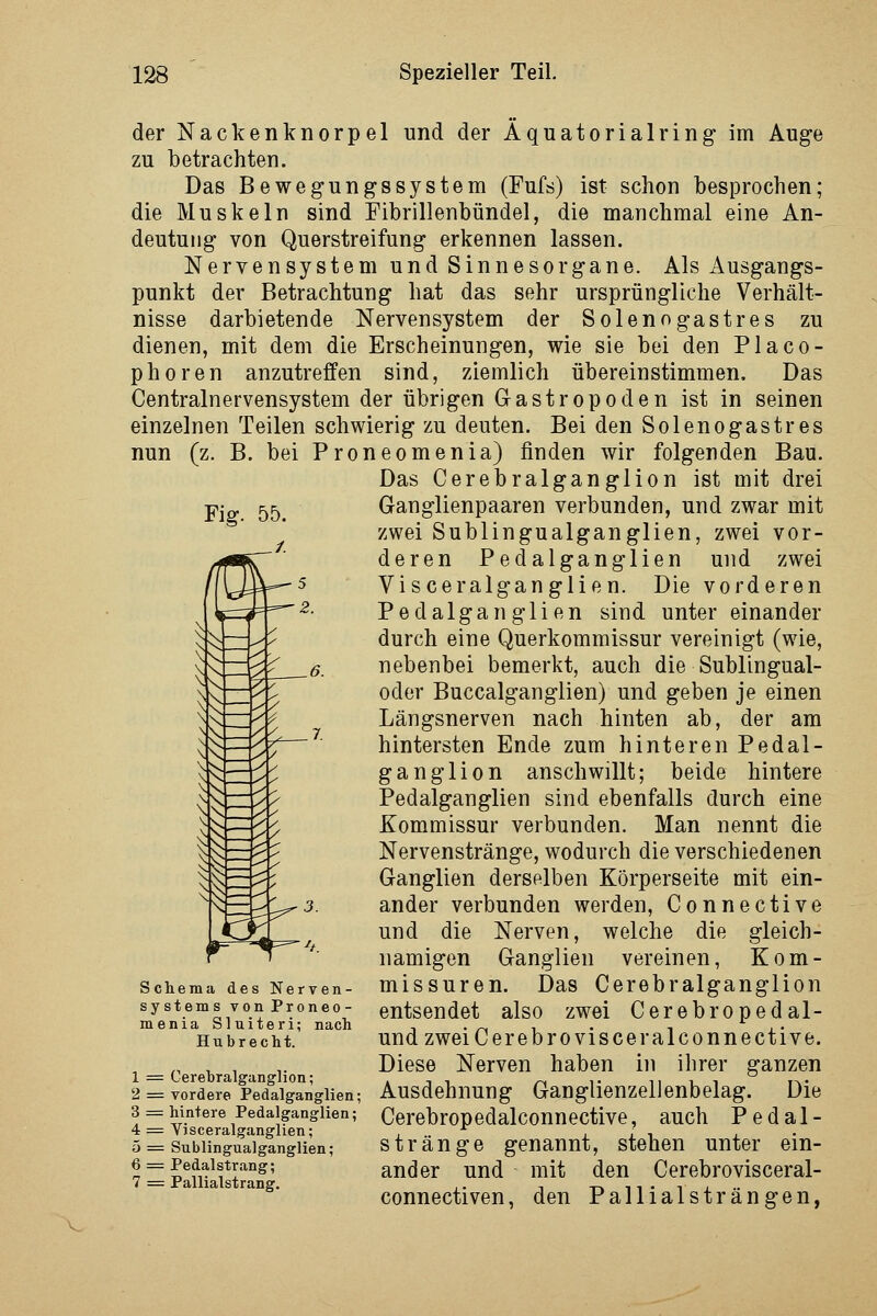 Fig. 55. der Nackenknorpel und der Äquatorialring im Auge zu betrachten. Das Bewegungssystem (Fufs) ist schon besprochen; die Muskeln sind Fibrillenbündel, die manchmal eine An- deutung von Querstreifung erkennen lassen. Nervensystem und Sinnesorgane. Als Ausgangs- punkt der Betrachtung hat das sehr ursprüngliche Verhält- nisse darbietende Nervensystem der Solenogastres zu dienen, mit dem die Erscheinungen, wie sie bei den Placo- phoren anzutreffen sind, ziemlich übereinstimmen. Das Centralnervensystem der übrigen Gastropoden ist in seinen einzelnen Teilen schwierig zu deuten. Bei den Solenogastres nun (z. B. bei Proneomenia) finden wir folgenden Bau. Das Cerebralganglion ist mit drei Ganglienpaaren verbunden, und zwar mit zwei Sublingualganglien, zwei vor- deren Pedalganglien und zwei Visceralganglien. Die vorderen Pedalganglien sind unter einander durch eine Querkommissur vereinigt (wie, nebenbei bemerkt, auch die Sublingual- oder Buccalganglien) und geben je einen Längsnerven nach hinten ab, der am hintersten Ende zum hinteren Pedal- ganglion anschwillt; beide hintere Pedalganglien sind ebenfalls durch eine Kommissur verbunden. Man nennt die Nervenstränge, wodurch die verschiedenen Ganglien derselben Körperseite mit ein- ander verbunden werden, Connective und die Nerven, welche die gleich- namigen Ganglien vereinen, Kom- missuren. Das Cerebralganglion entsendet also zwei Cerebropedal- undzweiCerebrovisceralconnective. Diese Nerven haben in ihrer ganzen Ausdehnung Ganglienzellenbelag. Die Cerebropedalconnective, auch Pedal- stränge genannt, stehen unter ein- ander und mit den Cerebrovisceral- connectiven, den Pallialsträngen, Schema des Nerven- systems vonProneo- menia Sluiteri; nach Hubrecht. 1 = Cerebralganglion; 2 = vordere Pedalganglien; 3 = hintere Pedalganglien; 4 = Visceralganglien; 5 = Sublingualganglien; 6 = Pedal Strang; 7 = Pallialstrang.