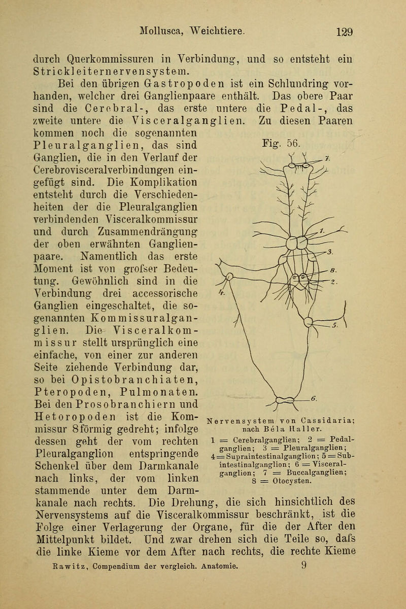 Fig. 56. durch Querkommissuren in Yerbindung-, und so entsteht ein Strickleiternervensystem. Bei den übrigen G a s t r o p o d e n ist ein Schlundring vor- handen, welcher drei Ganglienpaare enthält. Das obere Paar sind die Cerebral-, das erste untere die Pedal-, das zweite untere die Vis ceralganglien. Zu diesen Paaren kommen noch die sogenannten Pleuralganglien, das sind Ganglien, die in den Verlauf der Cerebrovisceralverbindungen ein- gefügt sind. Die Komplikation entsteht durch die Verschieden- heiten der die Pleuralganglien verbindenden Visceralkommissur und durch Zusammendrängung der oben erwähnten Ganglien- paare. Namentlich das erste Moment ist von grofser Bedeu- tung. Gewöhnlich sind in die Verbindung drei accessorische Ganglien eingeschaltet, die so- genannten Kommissuralgan- glien. Die Visceralkom- missur stellt ursprünglich eine einfache, von einer zur anderen Seite ziehende Verbindung dar, so bei Opistobranchiaten, Pteropoden, Pulmonaten. Bei den Prosobranchiern und Hetoropoden ist die Kom- missur 8förmig gedreht; infolge dessen geht der vom rechten Pleuralganglion entspringende Schenkel über dem Darmkanale nach links, der vom linken stammende unter dem Darm- kanale nach rechts. Die Drehung, die sich hinsichtlich des Nervensystems auf die Visceralkommissur beschränkt, ist die Polge einer Verlagerung der Organe, für die der After den Mittelpunkt bildet. Und zwar drehen sich die Teile so, dafs die linke Kieme vor dem After nach rechts, die rechte Kieme Kawitz, Compenditim der vergleich. Anatomie. 9 Ner nsystem von Cassidaria; nach Bela Ha 11 er. 1 = Cerebralganglien; 2 = Pedal- ganglien; 'i = Pleuralganglien; 4 = Supraintestinalganglion; 5 = Sul)- intestinalganglion; 6 = Visceral- ganglion; 7 = Buccalganglien; 8 = Otocysten.