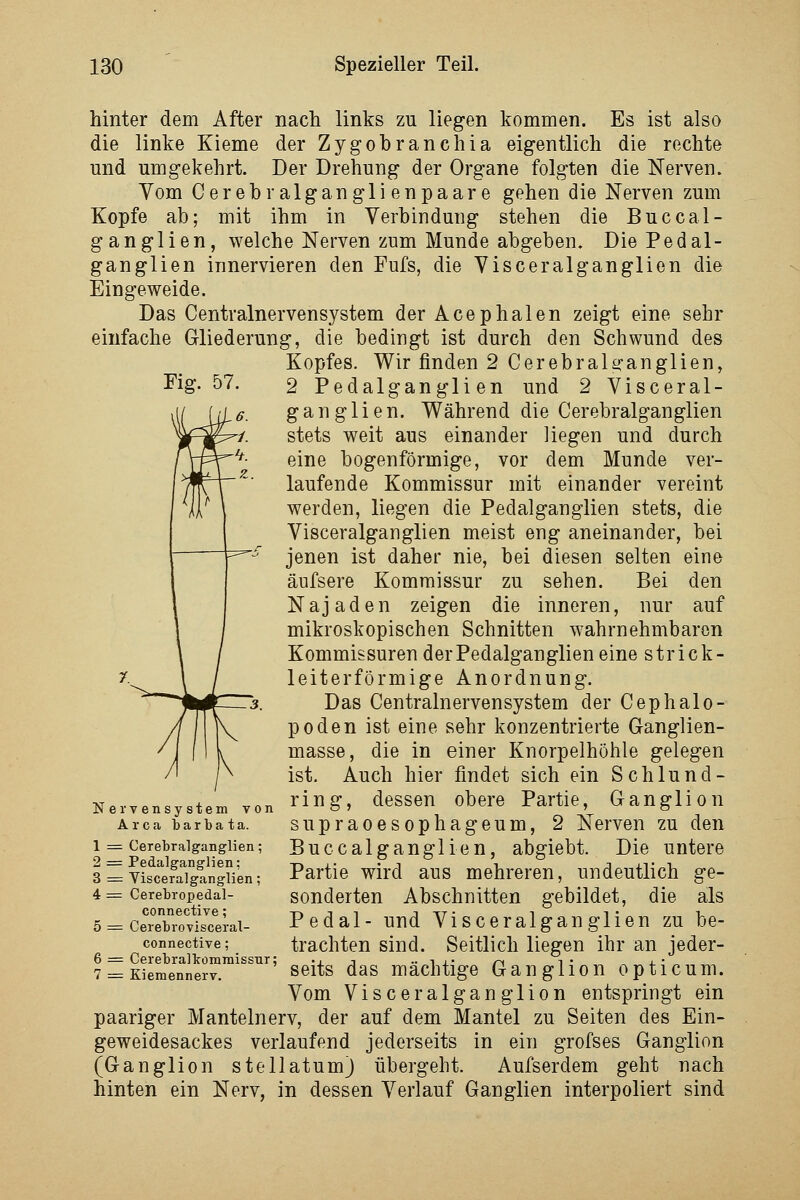 Fig. 57. hinter dem After nach links zu liegen kommen. Es ist also die linke Kieme der Zygohranchia eigentlich die rechte und umgekehrt. Der Drehung der Organe folgten die Nerven. Vom Cerebralganglienpaare gehen die Nerven zum Kopfe ab; mit ihm in Verbindung stehen die Buccal- ganglien, welche Nerven zum Munde abgeben. Die Pedal- ganglien innervieren den Fufs, die Visceralganglien die Eingeweide. Das Centralnervensystem derAcephalen zeigt eine sehr einfache Gliederung, die bedingt ist durch den Schwund des Kopfes. Wir finden 2 Cerebral^-anglien, 2 Pedalganglien und 2 Visceral- ganglien. Während die Cerebralganglien stets weit aus einander liegen und durch eine bogenförmige, vor dem Munde ver- laufende Kommissur mit einander vereint werden, liegen die Pedalganglien stets, die Visceralganglien meist eng aneinander, bei jenen ist daher nie, bei diesen selten eine äufsere Kommissur zu sehen. Bei den Najaden zeigen die inneren, nur auf mikroskopischen Schnitten wahrnehmbaren Kommissuren der Pedalganglien eine strick- leiterförmige Anordnung. Das Centralnervensystem der Cephalo- poden ist eine sehr konzentrierte Ganglien- masse, die in einer Knorpelhöhle gelegen ist. Auch hier findet sich ein Schlund- Nervensystem Ton ring, dessen obere Partie, Ganglion Area barbata. supra0es0phageum, 2 Nerven zu den Buccalganglien, abgiebt. Die untere Partie wird aus mehreren, undeutlich ge- sonderten Abschnitten gebildet, die als Pedal- und Visceralganglien zu be- trachten sind. Seitlich liegen ihr an jeder- seits das mächtige Ganglion opticum. Vom Visceralganglien entspringt ein paariger Mantelnerv, der auf dem Mantel zu Seiten des Ein- geweidesackes verlaufend jederseits in ein grofses Ganglion (Ganglion stellatum) übergeht. Aufserdem geht nach hinten ein Nerv, in dessen Verlauf Ganglien interpoliert sind 1 = Cerebralganglien; 2 = Pedalganglien; 3 = Visceralganglien; 4 = Cerebropedal- connective; 5 = Cerebrovisceral- connective; 6 = Cerebralkommissur; 7 =; Kiemennerv.