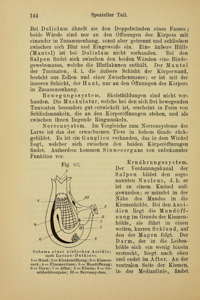 Bei Doliolum ähnelt sie den Doppelwänden eines Fasses; beide Wände sind nur an den Öffnungen des Körpers mit einander in Zusammenhang, sonst aber getrennt und schliefsen zwischen sich Blut und Eingeweide ein. Eine äufsere Hülle (Mantel) ist bei Doliolum nicht vorhanden. Bei den Salpen findet sich zwischen den beiden Wänden eine Binde- gewebsmasse, welche die Blutlakunen enthält. Der Mantel der Tunicaten, d. i. die äufsere Schicht der Körperwand, besteht aus Zellen und einer Zwischenmasse; er ist mit der inneren Schicht, der Haut, nur an den Öffnungen des Körpers in Zusammenhang. Bewegungssystem. Skeletbildungen sind nicht vor- handen. Die Muskulatur, welche bei den sich frei bewegenden Tunicaten besonders gut entwickelt ist, erscheint in Form von Schliefsmuskeln, die an den Körperöffnungen stehen, und als zwischen ihnen liegende Kingmuskeln. Nervensystem. Im Vergleiche zum Nervensysteme der Larve ist das der erwachsenen Tiere in hohem Grade rück- gebildet. Es ist ein Ganglion vorhanden, das in dem Winkel liegt, welcher sich zwischen den beiden Körperöffnungen findet. Aufserdem kommen Sinnesorgane von unbekannter Funktion vor. Ernährungssystem. Der Verdauungskanal der Salpen bildet den soge- nannten Nucleus, d.h. er ist zu einem Knäuel auf- gewunden ; er mündet in der Nähe des Mundes in die Kiemenhöhle. BeidenAsci- dien liegt die Mundöff- nung im Grunde der Kiemen- höhle, sie führt in einen weiten, kurzen Schlund, auf den der Magen folgt. Der Darm, der in die Leibes- höhle sich ein wenig hinein Schema einer einfachen Ascidie; erstreckt, biegt nach oben nach Lacaze-Duthiers. ' o l = Mund;2 = Kloakenöffnung;3 = Kienien- UUd endet im After. Au der sack;4 = Flimmerrinne; 5 = Mundöffnung; ventralen Seite der Kiemen, 6 = Darm; 7 = After; 8 = Kloake; 9=:Ge- . , T,r t t • r: j l schlechtsorgane; 10 = Nervensystem. m der Medianlinie, Iinaet