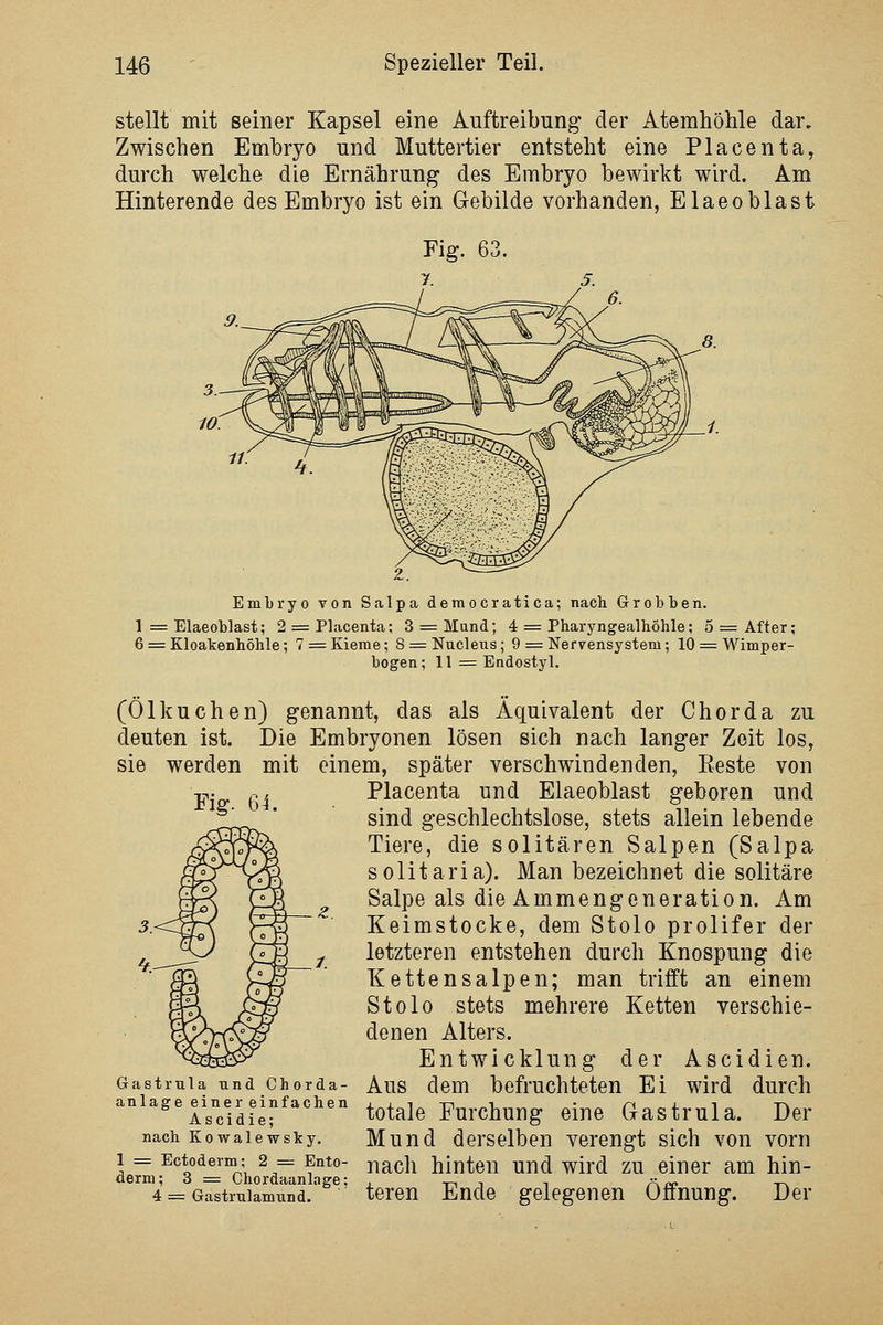 stellt mit seiner Kapsel eine Auftreibung der Atemhöhle dar. Zwischen Embryo und Muttertier entsteht eine Placenta, durch welche die Ernährung des Embryo bewirkt wird. Am Hinterende des Embryo ist ein Gebilde vorhanden, Elaeoblast Fig. 61 EmLryo von S.alpa democratica; nach Grobben. 1 = Elaeoblast; 2 = Placenta; 3 = Mund; 4 = Pharyngealhöhle; 5 = After; 6 = Kloakenhöhle; 7 = Kieme; 8 := Nucleus; 9 = Nervensystem; 10 = Wimper- bogen ; 11 = Endostyl. (Ölkuchen) genannt, das als Äquivalent der Chorda zu deuten ist. Die Embryonen lösen sich nach langer Zeit los, sie werden mit einem, später verschwindenden, Eeste von Placenta und Elaeoblast geboren und sind geschlechtslose, stets allein lebende Tiere, die solitären Salpen (Salpa solitaria). Man bezeichnet die solitäre Salpe als die Ammengeneration. Am Keimstocke, dem Stolo prolifer der letzteren entstehen durch Knospung die Ketten salpen; man trifft an einem Stolo stets mehrere Ketten verschie- denen Alters. Entwicklung der Ascidien. Gastrnia und Chorda- Aus dem befruchteten Ei wird durch anläge ^i^ner einfachen ^^^^j^ Furchung eine Gastrula. Der nach Kowaiewsky. Mund derselben verengt sich von vorn 1 = Ectoderm; 2 = Ento- j^^cli hinten Und wird zu einer am hin- derm; 3 = Chordaanlage: , -^^ , , x^ -r^ 4 = Gastruiamnnd. tercn Ende gelegenen ünnung. Der