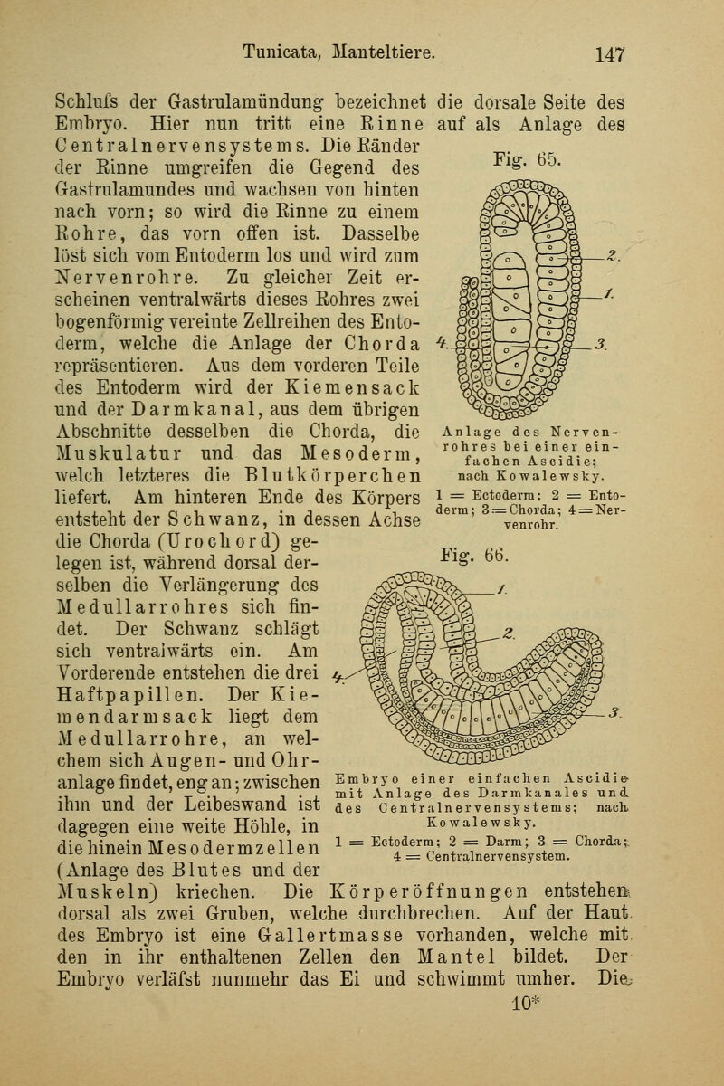 Fig. 65. Schlufs der Gastrulamündung bezeichnet die dorsale Seite des Embryo. Hier nun tritt eine Rinne auf als Anlage des Gentralnervensystems. Die Eänder der Einne umgreifen die Gegend des Gastrulamundes und wachsen von hinten nach vorn; so wird die Einne zu einem Eohre, das vorn offen ist. Dasselbe löst sich vom Entoderm los und wird zum Nervenrohre. Zu gleicher Zeit er- scheinen ventralwärts dieses Eohres zwei bogenförmig vereinte Zellreihen des Ento- derm, welche die Anlage der Chorda ^.- repräsentieren. Aus dem vorderen Teile des Entoderm wird der Kiemen sack und der Darmkanal, aus dem übrigen Abschnitte desselben die Chorda, die Muskulatur und das Mesoderm, welch letzteres die Blutkörperchen liefert. Am hinteren Ende des Körpers i = Ectoderm; 2 = Ento- i. j. 1 j. T o 1 • j 11 denn: 3:= Chorda; 4 = Ner- entsteht der Schwanz, in dessen Achse vem-ohr. die Chorda (TJ r o c h o r d) ge- legen ist, während dorsal der- selben die Verlängerung des Medullarrobres sich fin- det. Der Schwanz schlägt sich ventralwärts ein. Am Vorderende entstehen die drei -^. Haftpapillen. Der Kie- mendarm sack liegt dem Medullarr obre, an wel- chem sich Augen- und Ohr- anlage findet, eng an; zwischen Embryo eine^r einfachen Ascidie^ .- 11 -r -1- 1 • j. °iit Anlage des Darmkanales uni ihm und der LeibeSWand ist des Centralnervensystems; nach, dagegen eine weite Höhle, in Kowaiewsky. die hinein Mesodermzellen ^ = ^riT^LTne^re^VSem.'''^' (xinlage des Blutes und der Muskeln) kriechen. Die Körp er Öffnungen entsteheiii dorsal als zwei Gruben, welche durchbrechen. Auf der Haut. des Embryo ist eine Gallertmasse vorhanden, welche mit. den in ihr enthaltenen Zellen den Mantel bildet. Der Embryo verläfst nunmehr das Ei und schwimmt umher. Die.- 10* Anlage des Nerven- rohres bei einer ein- fachen Ascidie; nach Kowaiewsky. Fig. 66.