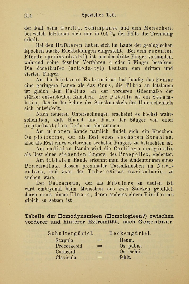 der Fall beim Gorilla, Schimpanse und dem Menschen, bei welch letzterem sich nur in 0,4 ^Jq der Fälle die Trennung erhält. Bei den Huftieren haben sich im Laufe der geologischen Epochen starke Rückbildungen eingestellt. Bei dem recenten Pferde (perissodactyl) ist nur der dritte Finger vorhanden, während seine fossilen Vorfahren 4 oder 5 Finger besafsen. Die Zweihufer (artiodactyl) besitzen den dritten und vierten Finger. An der hinteren Extremität hat häufig das Femur eine geringere Länge als das Grus; die Tibia an letzterem ist gleich dem Eadius an der vorderen Gliedmafse der stärker entwickelten Knochen. Die Patella ist ein Sesam- bein, das in der Sehne des Streckmuskels des Unterschenkels sich entwickelt. Nach neueren Untersuchungen erscheint es höchst wahr- scheinlich, dafs Hand und Fufs der Säuger von einer heptadact3'len Urform abstammen. Am ulnaren Rande nämlich findet sich ein Knochen, Os pisiforme, der als Rest eines sechsten Strahles, also als Rest eines verlorenen sechsten Fingers zu betrachten ist. Am radialen Rande wird die Cartilago marginalis als Rest eines siebenten Fingers, des Praepollex, gedeutet. Am tibialen Rande erkennt man die Andeutungen eines Praehallux, dessen proximaler Tarsalknochen im Navi- culare, und zwar der Tuberositas navicularis, zu suchen wäre. Der Calcaneus, der als Fibulare zu deuten ist, wird embryonal beim Menschen aus zwei Stücken gebildet, deren eines einem Ulnare, deren anderes einem Pisiforme gleich zu setzen ist. Tabelle der Homodynamieen (Homologieen?) zwischen vorderer und hinterer Extremität, nach Gegenbaur. Schulter gürte 1. Beckengürtel. Scapula = Ileum. Procoracoid = Os pubis. Coracoid = Os ischii. Clavicula = fehlt.