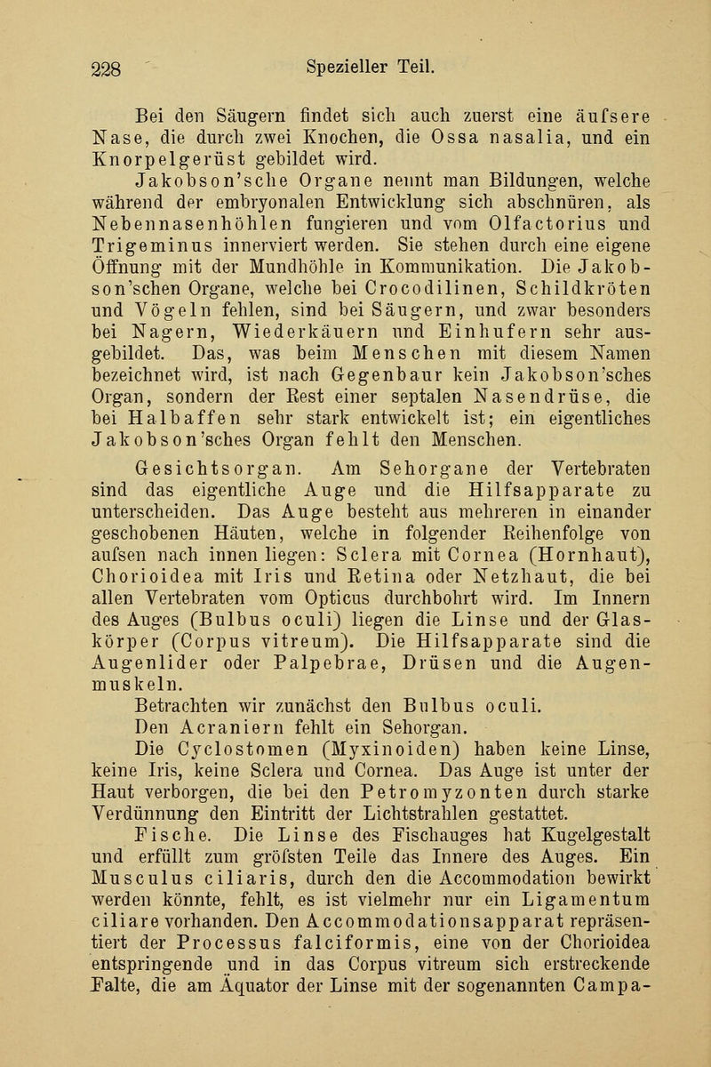 Bei den Säugern findet sich auch zuerst eine äufsere Nase, die durch zwei Knochen, die Ossa nasalia, und ein Knorpelgerüst gebildet wird. Jakobson'sche Organe nennt man Bildungen, welche während der embryonalen Entwicklung sich abschnüren, als Nebennasenhöhlen fungieren und vom Olfactorius und Trigeminus innerviert werden. Sie stehen durch eine eigene Öffnung mit der Mundhöhle in Kommunikation. Die Jakob- son'schen Organe, welche bei Crocodilinen, Schildkröten und Vögeln fehlen, sind bei Säugern, und zwar besonders bei Nagern, Wiederkäuern und Einhufern sehr aus- gebildet. Das, was beim Menschen mit diesem Namen bezeichnet wird, ist nach Gegenbaur kein Jakobson'sches Organ, sondern der Eest einer septalen Nasendrüse, die bei Halbaffen sehr stark entwickelt ist; ein eigentliches Jakobson'sches Organ fehlt den Menschen. Gesichtsorgan. Am Sehorgane der Vertebraten sind das eigentliche Auge und die Hilfsapparate zu unterscheiden. Das Auge besteht aus mehreren in einander geschobenen Häuten, welche in folgender Reihenfolge von aufsen nach innen liegen: Sclera mit Cornea (Hornhaut), Chorioidea mit Iris und Eetina oder Netzhaut, die bei allen Vertebraten vom Opticus durchbohrt wird. Im Innern des Auges (Bulbus oculi) liegen die Linse und der Glas- körper (Corpus vitreum). Die Hilfsapparate sind die Augenlider oder Palpebrae, Drüsen und die Augen- muskeln. Betrachten wir zunächst den Bulbus oculi. Den A er an lern fehlt ein Sehorgan. Die Cjclostomen (Myxinoiden) haben keine Linse, keine Iris, keine Sclera und Cornea. Das Auge ist unter der Haut verborgen, die bei den Petromyzonten durch starke Verdünnung den Eintritt der Lichtstrahlen gestattet. Fische. Die Linse des Fischauges hat Kugelgestalt und erfüllt zum gröfsten Teile das Innere des Auges. Ein Musculus ciliaris, durch den die Accommodation bewirkt werden könnte, fehlt, es ist vielmehr nur ein Ligamentum ciliare vorhanden. Den Accommodationsapparat repräsen- tiert der Processus falciformis, eine von der Chorioidea entspringende und in das Corpus vitreum sich erstreckende Falte, die am Äquator der Linse mit der sogenannten Campa-