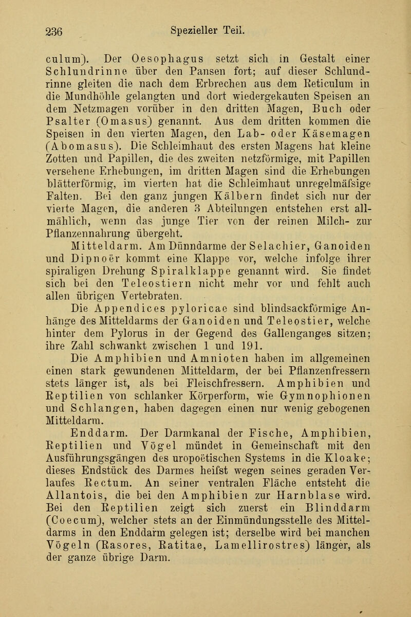 culum). Der Oesophagus setzt sich in Gestalt einer Schlundrinne über den Pansen fort; auf dieser Schlund- rinne gleiten die nach dem Erbrechen aus dem Eeticulum in die Mundhöhle gelangten und dort wiedergekauten Speisen an dem Netzmagen vorüber in den dritten Magen, Buch oder Psalter (Omasus) genannt. Aus dem dritten kommen die Speisen in den vierten Magen, den Lab- oder Käsemagen (Abomasus). Die Schleimhaut des ersten Magens hat kleine Zotten und Papillen, die des zweiten netzförmige, mit Papillen versehene Erhebungen, im dritten Magen sind die Erhebungen blätterförmig, im vierten hat die Schleimhaut unregelmäfsige Falten. Bei den ganz jungen Kälbern findet sich nur der vierte Magen, die anderen 8 Abteilungen entstehen erst all- mählich, wenn das junge Tier von der reinen Milch- zur Pflanzennahrung übergeht. Mitteldarm. Am Dünndarme der Selachier, Ganoiden und Dipnoer kommt eine Klappe vor, welche infolge ihrer spiraligen Drehung Spiralklappe genannt wird. Sie findet sich bei den Teleostiern nicht mehr vor und fehlt auch allen übrigen Vertebraten. Die Appendices pyloricac sind blindsackförmige An- hänge des Mitteldarms der Ganoiden und Teleostier, welche hinter dem Pylorus in der Gegend des Gallenganges sitzen; ihre Zahl schwankt zwischen 1 und 191. Die Amphibien und Amnioten haben im allgemeinen einen stark gewundenen Mitteldarm, der bei Pflanzenfressern stets länger ist, als bei Fleischfressern. Amphibien und Reptilien von schlanker Körperform, wie Gymnophionen und Schlangen, haben dagegen einen nur wenig gebogenen Mitteldarra. Enddarm. Der Darmkanal der Fische, Amphibien, Eeptilien und Vögel mündet in Gemeinschaft mit den Ausführungsgängen des uropoetischen Systems in die Kloake; dieses Endstück des Darmes heifst wegen seines geraden Ver- laufes Eectum. An seiner ventralen Fläche entsteht die Allantois, die bei den Amphibien zur Harnblase wird. Bei den Reptilien zeigt sich zuerst ein Blinddarm (Coecum), welcher stets an der Einmündungsstelle des Mittel- darms in den Enddarm gelegen ist; derselbe wird bei manchen Vögeln (Rasores, Ratitae, Lamellirostres) länger, als der ganze übrige Darm.