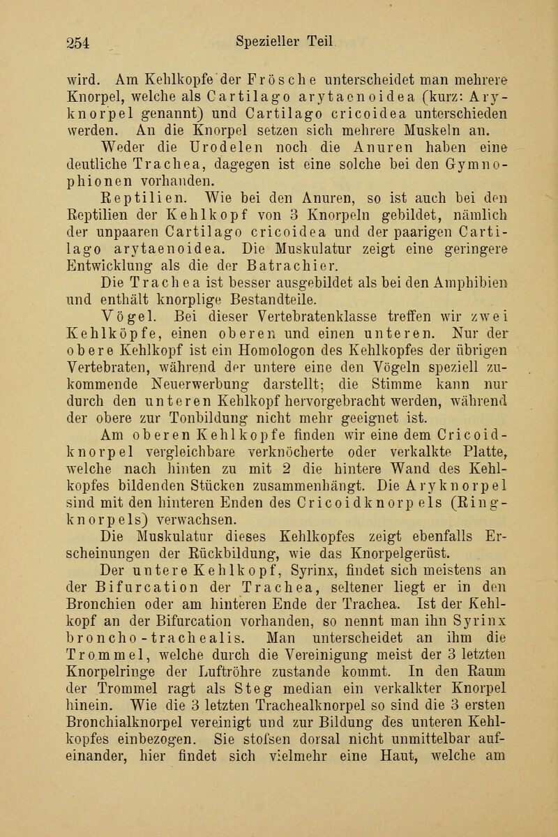 wird. Am Kehlkopfe der Frösche unterscheidet man mehrere Knorpel, welche als Cartilago arytacnoidea (kurz: Ary- knorpel genannt) und Cartilago cricoidea unterschieden werden. An die Knorpel setzen sich mehrere Muskeln an. Weder die Urodelen noch die Anuren haben eine deutliche Trachea, dagegen ist eine solche bei den Gymno- phionen vorhanden. Eeptilien. Wie bei den Anuren, so ist auch bei den Reptilien der Kehlkopf von 3 Knorpeln gebildet, nämlich der unpaaren Cartilago cricoidea und der paarigen Carti- lago arytaenoidea. Die Muskulatur zeigt eine geringere Entwicklung als die der Batrachier. Die Trach ea ist besser ausgebildet als bei den Amphibien und enthält knorplige Bestandteile. Vögel. Bei dieser Vertebratenklasse treffen wir zwei Kehlköpfe, einen oberen und einen unteren. Nur der obere Kehlkopf ist ein Homologon des Kehlkopfes der übrigen Yertebraten, während der untere eine den Vögeln speziell zu- kommende Neuerwerbung darstellt; die Stimme kann nur durch den unteren Kehlkopf hervorgebracht werden, während der obere zur Tonbildung nicht mehr geeignet ist. Am oberen Kehlkopfe finden wir eine dem Cricoid- knorpel vergleichbare verknöcherte oder verkalkte Platte^ welche nach liiiiten zu mit 2 die hintere Wand des Kehl- kopfes bildenden Stücken zusammenhängt. Die Aryknorpel sind mit den hinteren Enden des C r i c o i d k n o r p e 1 s (B i n g - knorpels) verwachsen. Die Muskulatur dieses Kehlkopfes zeigt ebenfalls Er- scheinungen der Rückbildung, wie das Knorpelgerüst. Der untere Kehlkopf, Syrinx, findet sich meistens an der Bifurcation der Trachea, seltener liegt er in den Bronchien oder am hinteren Ende der Trachea. Ist der Kehl- kopf an der Bifurcation vorhanden, so nennt man ihn Syrinx broncho-trachealis. Man unterscheidet an ihm die Trommel, welche durch die Vereinigung meist der 3 letzten Knorpelringe der Luftröhre zustande kommt. In den Raum der Trommel ragt als Steg median ein verkalkter Knorpel hinein. Wie die 3 letzten Trachealknorpel so sind die 3 ersten Bronchialknorpel vereinigt und zur Bildung des unteren Kehl- kopfes einbezogen. Sie stofsen dorsal nicht unmittelbar auf- einander, hier findet sich vielmehr eine Haut, welche am