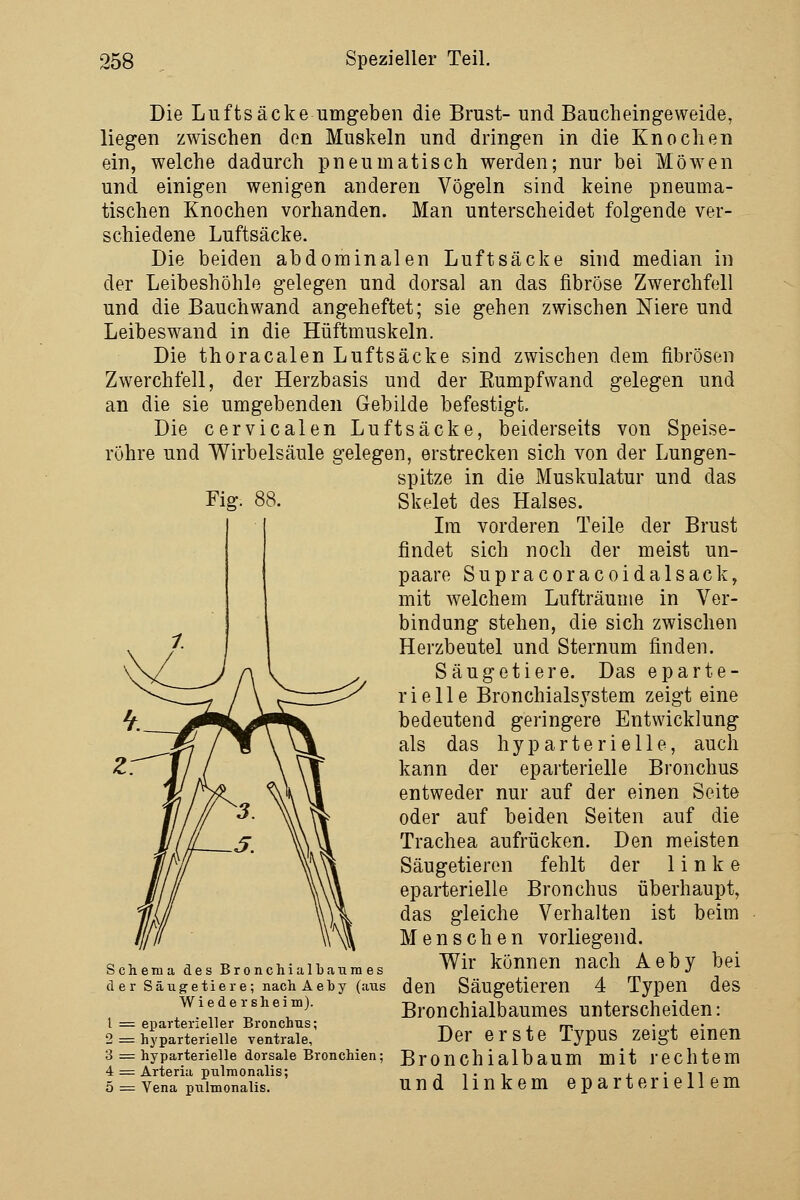 Die Luftsäcke umgeben die Brust- und Baucheingeweide, liegen zwischen den Muskeln und dringen in die Knochen ein, welche dadurch pneumatisch werden; nur bei Möw^en und einigen wenigen anderen Vögeln sind keine pneuma- tischen Knochen vorhanden. Man unterscheidet folgende ver- schiedene Luftsäcke. Die beiden abdominalen Luft sacke sind median in der Leibeshöhle gelegen und dorsal an das fibröse Zwerchfell und die Bauchwand angeheftet; sie gehen zwischen Niere und Leibeswand in die Hüftmuskeln. Die thoracalen Luftsäcke sind zwischen dem fibrösen Zwerchfell, der Herzbasis und der Rumpfwand gelegen und an die sie umgebenden Gebilde befestigt. Die cervicalen Luft sacke, beiderseits von Speise- röhre und Wirbelsäule gelegen, erstrecken sich von der Lungen- spitze in die Muskulatur und das Skelet des Halses. Im vorderen Teile der Brust findet sich noch der meist un- paare Supracoracoidalsack, mit welchem Lufträume in Ver- bindung stehen, die sich zwischen Herzbeutel und Sternum finden, Säugetiere. Das eparte- r i e 11 e Bronchialsjstem zeigt eine bedeutend geringere Entwicklung als das hyparterielle, auch kann der epai'terielle Bronchus entweder nur auf der einen Seite oder auf beiden Seiten auf die Trachea aufrücken. Den meisten Säugetieren fehlt der linke eparterielle Bronchus überhaupt, das gleiche Verhalten ist beim Menschen vorliegend. Schema des Bronchialbaumes Wir können nach Aeby bei der säugretiere; nach Aehy (avis den Säugetieren 4 Typen des Bronchialbaumes unterscheiden: Der erste Typus zeigt einen Wie de rsheim). 1 = eparterieller Bronchus 2 = hj'parterielle ventrale, 3 = hyparterielle dorsale Bronchien; BrOUChialbaum mit rechtem 4 = Arteriii pulmonalis; 5 = Vena pulmonalis. und linkem eparteriellem