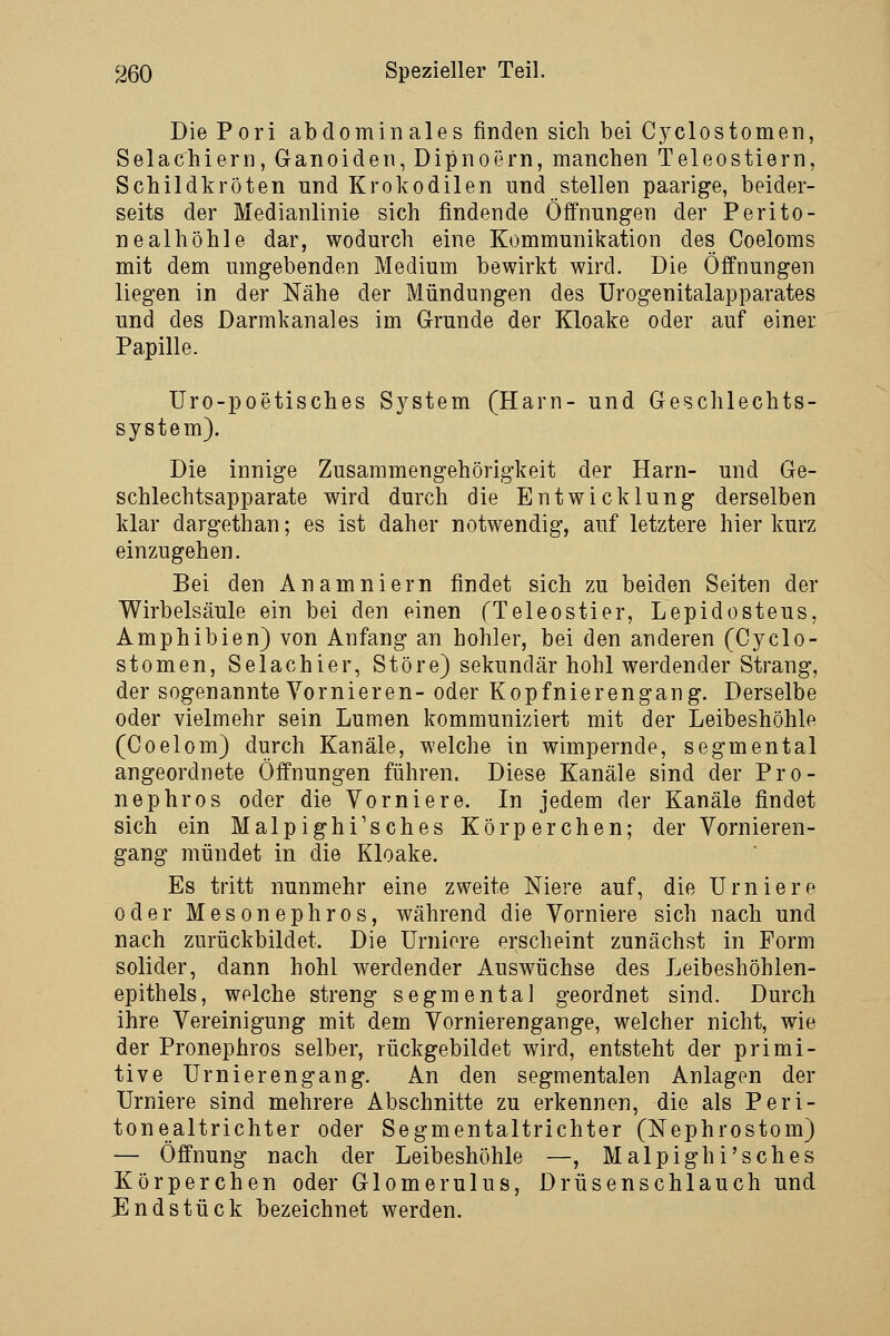 Die Pori abdominales finden sich bei Cj^clostomen, Selachiern, Ganoiden, Dipnoern, manchen Teleostiern, Schildkröten und Krokodilen und stellen paarige, beider- seits der Medianlinie sich findende Öffnungen der Perito- nealhöhle dar, wodurch eine Kommunikation des Coeloms mit dem umgebenden Medium bewirkt wird. Die Öffnungen liegen in der Nähe der Mündungen des Urogenitalapparates und des Darmkanales im G-runde der Kloake oder auf einer Papille. Uro-poetisches S3^stem (Harn- und Geschlechts- system). Die innige Zusammengehörigkeit der Harn- und Ge- schlechtsapparate wird durch die Entwicklung derselben klar dargethan; es ist daher notwendig, auf letztere hier kurz einzugehen. Bei den Anamniern findet sich zu beiden Seiten der Wirbelsäule ein bei den einen (Teleostier, Lepidosteus, Amphibien) von Anfang an hohler, bei den anderen (Cyclo- stomen, Selachier, Störe) sekundär hohl werdender Strang, der sogenannte Vornieren- oder Kopfnierengang. Derselbe oder vielmehr sein Lumen kommuniziert mit der Leibeshöhle (Coelom) durch Kanäle, welche in wimpernde, segmental angeordnete Öffnungen führen. Diese Kanäle sind der Pro- nephros oder die Vorniere. In jedem der Kanäle findet sich ein Malpighi'sches Körperchen; der Vornieren- gang mündet in die Kloake. Es tritt nunmehr eine zweite Niere auf, die Urniere oder Mesonephros, während die Vorniere sich nach und nach zurückbildet. Die Urniore erscheint zunächst in Form solider, dann hohl werdender Auswüchse des Leibeshöhlen- epithels, welche streng segmental geordnet sind. Durch ihre Vereinigung mit dem Vornierengange, welcher nicht, wie der Pronephros selber, rückgebildet wird, entsteht der primi- tive Urnierengang. An den segmentalen Anlagen der Urniere sind mehrere Abschnitte zu erkennen, die als Peri- tonealtrichter oder Segmentaltrichter (Nephrostom) — Öffnung nach der Leibeshöhle —, Malpighi'sches Körperchen oder Glomerulus, Drüsenschlauch und Endstück bezeichnet werden.