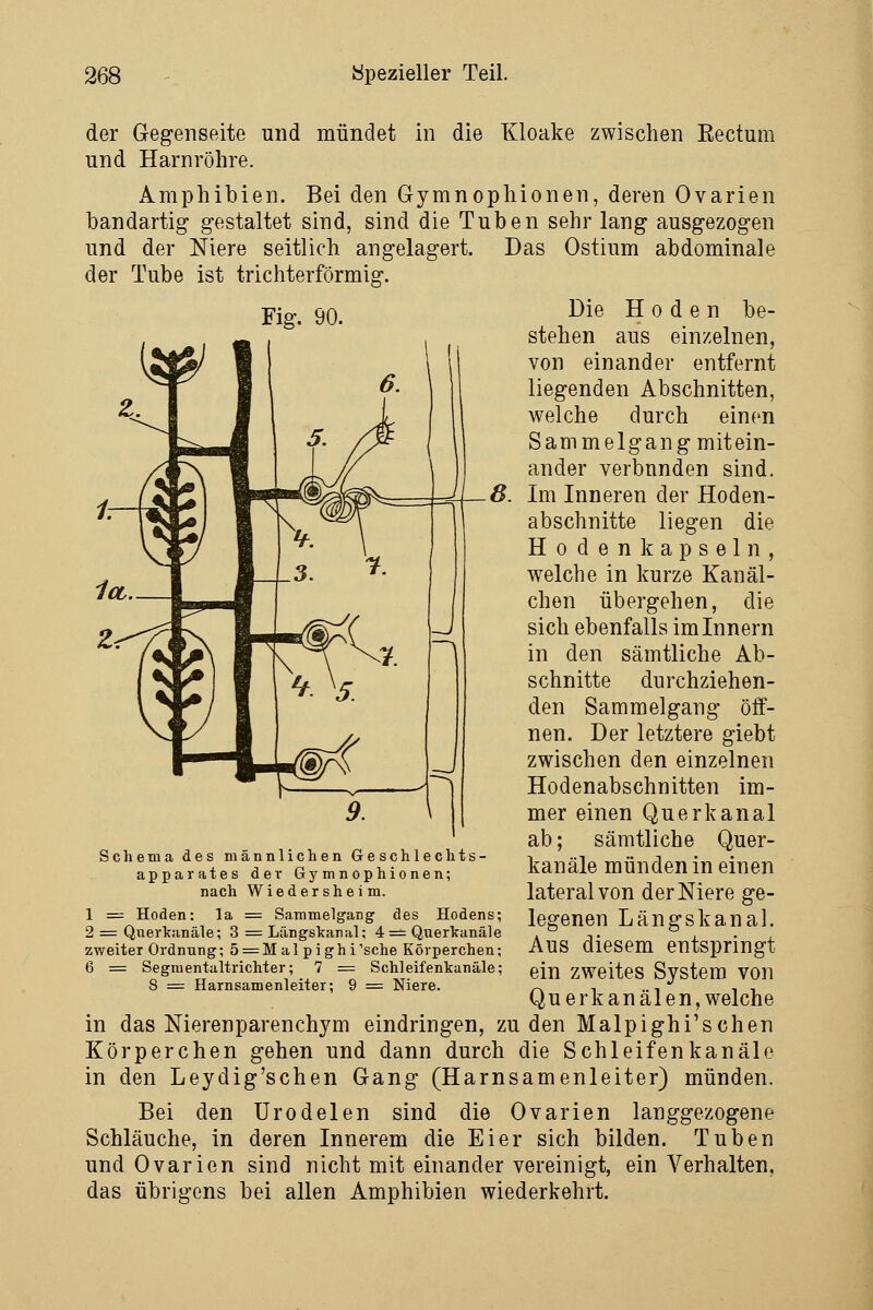 der Gegenseite und mündet in die Kloake zwischen Kectuin und Harnröhre. Amphibien. Bei den Gymnophionen, deren Ovarien bandartig gestaltet sind, sind die Tuben sehr lang ausgezogen und der Niere seitlich angelagert. Das Ostium abdominale der Tube ist trichterförmig. Fig. 90. Die Hoden be- stehen aus einzelnen, von einander entfernt liegenden Abschnitten, welche durch einen Sammelgang mitein- ander verbunden sind. Im Inneren der Hoden- abschnitte liegen die Hoden kapseln, welche in kurze Kanäl- chen übergehen, die sich ebenfalls im Innern in den sämtliche Ab- schnitte durchziehen- den Sammelgang öff- nen. Der letztere giebt zwischen den einzelnen Hodenabschnitten im- mer einen Querkanal ab; sämtliche Quer- kanäle münden in einen lateral von der Niere ge- legenen Längskanal. Aus diesem entspringt ein zweites System von Querkanälen, welche in das Nierenparenchym eindringen, zu den Malpighi'schen Körperchen gehen und dann durch die Schleifenkanäle in den Leydig'schen Gang (Harnsamenleiter) münden. Bei den ürodelen sind die Ovarien langgezogene Schläuche, in deren Innerem die Eier sich bilden. Tuben und Ovarien sind nicht mit einander vereinigt, ein Verhalten, das übrigens bei allen Amphibien wiederkehrt. Scliema des männlichen Geschlechts- apparates der Gymnophionen; nach Wiedersheim. 1 = Hoden: la = Sammelgang des Hodens; 2 = Querkiinäle; 3 = Längskaral: 4 == Querkanäle zweiter Ordnung; S^Malpighi'sehe Körperchen; 6 = Segnientaltrichter; 7 = Schleifenkanäle; 8 = Harnsamenleiter; 9 = Niere.