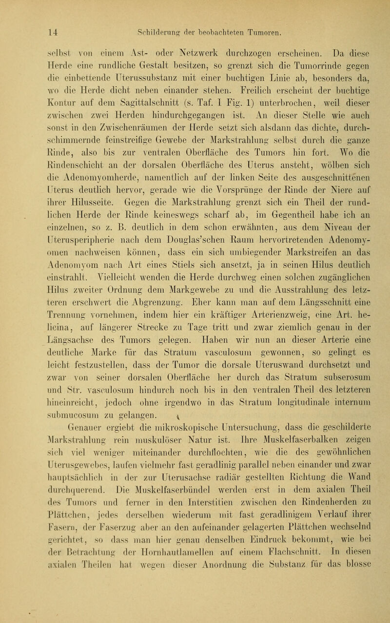 selbsl von einem Ast- oder Netzwerk durchzogen erscheinen. Da diese Herde eine rundliche Gestalt besitzen, so grenzt sich die Tumorrinde gegen die einbettende Uterussubstanz mit einer buchtigen Linie ab, besonders da, wo die Herde dicht neben einander stehen. Freilich erscheint der buchtige Kontur auf dem Sagittalschnitt (s. Taf. I Fig. 1) unterbrochen, weil dieser zwischen zwei Herden hindurchgegangen ist. An dieser Stelle wie auch sonst in den Zwischenräumen der Herde setzt sich alsdann das dichte, durch- schimmernde feinstreifige Gewebe der Markstrahlung selbst durch die ganze Rinde, also bis zur ventralen Oberfläche des Tumors hin fort. Wo die Rindenschicht an der dorsalen Oberfläche des Uterus ansteht, wölben sich die Adenomyomherde, namentlich auf der linken Seite des ausgeschnittenen Uterus deutlich hervor, gerade wie die Vorsprünge der Rinde der Niere auf ihrer Hilusseite. Gegen die Markstrahlung grenzt sich ein Theil der rund- lichen Herde der Rinde keineswegs scharf ab, im Gegentheil habe ich an einzelnen, so z. B. deutlich in dem schon erwähnten, aus dem Niveau der Uterusperipherie nach dem Douglas'schen Raum hervortretenden Adenomy- omen nachweisen können, dass ein sich umbiegender Markstreifen an das Adenomyom nach Art eines Stiels sich ansetzt, ja in seinen Hilus deutlich einstrahlt. Vielleicht wenden die Herde durchweg einen solchen zugänglichen Hilus zweiter Ordnung dem Markgewebe zu und die Ausstrahlung des letz- teren erschwert die Abgrenzung. Eher kann man auf dem Längsschnitt eine Trennung vornehmen, indem hier ein kräftiger Arterienzweig, eine Art. he- licina, auf längerer Strecke zu Tage tritt und zwar ziemlich genau in der Längsachse des Tumors gelegen. Haben wir nun an dieser Arterie eine deutliche Marke für das Stratum vasculosum gewonnen, so gelingt es leicht festzustellen, dass der Tumor die dorsale Uterus wand durchsetzt und zwar von seiner dorsalen Oberfläche her durch das Stratum subserosum und Str. vasculosum hindurch noch bis in den ventralen Theil des letzteren hineinreicht, jedoch ohne irgendwo in das Stratum iongitudinale internum submueosum zu gelangen. \ Genauer ergiebt die mikroskopische Untersuchung, dass die geschilderte Markstrahlung rein muskulöser Natur ist. Ihre Muskelfaserbalken zeigen sicli viel wenige]' miteinander durchflochten, wie die des gewöhnlichen Uterusgewebes, laufen vielmehr fast geradlinig parallel neben einander und zwar hauptsächlich in der zur Uterusachse radiär gestellten Richtung die Wand durchquerend. Die Muskelfaserbündel werden erst in dem axialen Theil des Tumors und ferner in den Interstitiell zwischen den Rindenherden zu Plättchen, jedes derselben wiederum mit fast geradlinigem Verlauf ihrer Fasern, der Faserzug aber an den aufeinander gelagerten Plättchen wechselnd gerichtet, so dass man hier genau denselben Eindruck bekommt, wie bei der Betrachtung der Hornhauflamellen auf einem Flachschnitt. In diesen axialen Theilen hat wegen dieser Anordnung die Substanz für das blosse