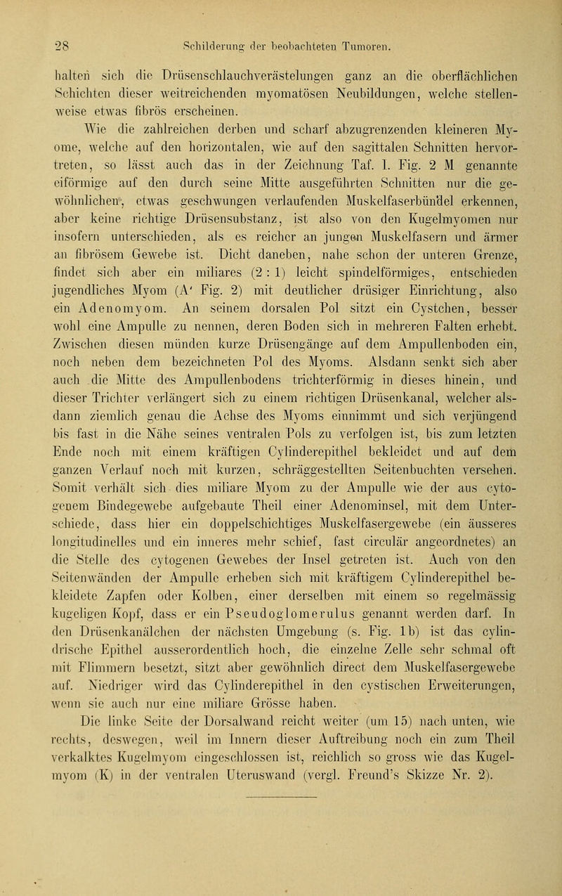 halten sich die Drüsenschlauchverästelungen ganz an die oberflächlichen Schichten dieser weitreichenden myomatösen Neubildungen, welche stellen- weise etwas fibrös erscheinen. Wie die zahlreichen derben und scharf abzugrenzenden kleineren My- ome, welche auf den horizontalen, wie auf den sagittalen Schnitten hervor- treten, so lässt auch das in der Zeichnung Taf. I. Fig. 2 M genannte eiförmige auf den durch seine Mitte ausgeführten Schnitten nur die ge- wöhnlichen, etwas geschwungen verlaufenden Muskelfaserbün'del erkennen, aber keine richtige Drüsensubstanz, ist also von den Kugelmyomen nur insofern unterschieden, als es reicher an jungen Muskelfasern und ärmer an fibrösem Gewebe ist. Dicht daneben, nahe schon der unteren Grenze, findet sich aber ein miliares (2 : 1) leicht spindelförmiges, entschieden jugendliches Myom (A' Fig. 2) mit deutlicher drüsiger Einrichtung, also ein Adenomyom. An seinem dorsalen Pol sitzt ein Cystchen, besser wohl eine Ampulle zu nennen, deren Boden sich in mehreren Falten erhebt. Zwischen diesen münden kurze Drüsengänge auf dem Ampullenboden ein, noch neben dem bezeichneten Pol des Myoms. Alsdann senkt sich aber auch die Mitte des Ampullenbodens trichterförmig in dieses hinein, und dieser Trichter verlängert sich zu einem richtigen Drüsenkanal, welcher als- dann ziemlich genau die Achse des Myoms einnimmt und sich verjüngend bis fast in die Nähe seines ventralen Pols zu verfolgen ist, bis zum letzten Ende noch mit einem kräftigen Cylinderepithel bekleidet und auf dem ganzen Verlauf noch mit kurzen, schräggestellten Seitenbuchten versehen. Somit verhält sich dies miliare Myom zu der Ampulle wie der aus cyto- genem Bindegewebe aufgebaute Theil einer Adenominsel, mit dem Unter- schiede, dass hier ein doppelschichtiges Muskelfasergewebe (ein äusseres longitudinelles und ein inneres mehr schief, fast circulär angeordnetes) an die Steile des cytogenen Gewebes der Insel getreten ist. Auch von den Seitenwänden der Ampulle erheben sich mit kräftigem Cylinderepithel be- kleidete Zapfen oder Kolben, einer derselben mit einem so regelmässig kugeligen Kopf, class er ein Pseudoglomerulus genannt werden darf. In den Drüsenkanälchen der nächsten Umgebung (s. Fig. lb) ist das cylin- drische Epithel ausserordentlich hoch, die einzelne Zelle sehr schmal oft mit Flimmern besetzt, sitzt aber gewöhnlich direct dem Muskelfasergewebc auf. Niedriger wird das Cylinderepithel in den cystischen Erweiterungen, wenn sie auch nur eine miliare Grösse haben. Die linke Seite der Dorsal wand reicht weiter (um 15) nach unten, wie rechts, deswegen, weil im Innern dieser Auftreibung' noch ein zum Theil verkalktes Kugclmyom eingeschlossen ist, reichlich so gross wie das Kugel- myom (K) in der ventralen Uteruswand (vergl. Frcund's Skizze Nr. 2).