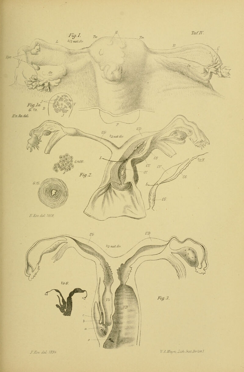 Fig.l. Tm 1, 5/7 Tiat.fc ff. TcifW. -..Tm 3 .Epc -:'' M Od - feS J---q Kv.Re-.deb. E.Koe, del 7858. Z.Koe, dsL 183* W.A.Meun, LüJh/.Inst-BerUnS.
