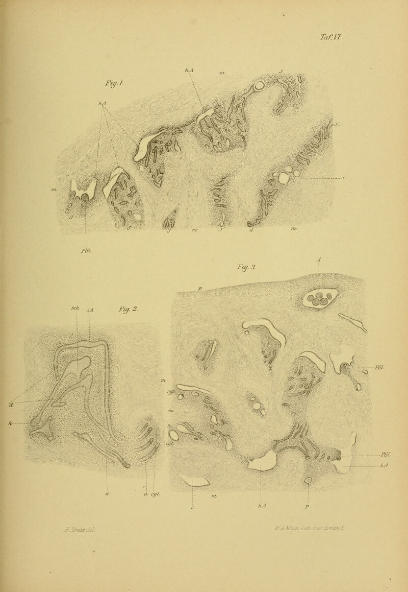 hA Fiy.L ^4 Taf.VT. t fl Li mm PCrb J d Fig. 3. scA sA Fig. 2. ci/ti■■: PCL a. cyC P&l -hA P.sCnstz del