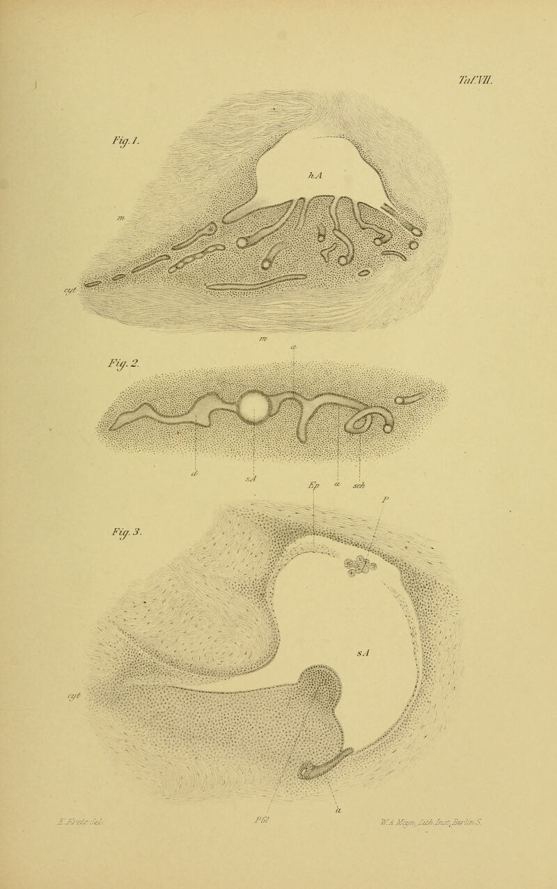 a/f m6 Fig.l. Fi?. 2. Fiy. TafiW. KA 0 Ep a srÄ sA rftt& PGl WA.Meyr^Ziik-lns&ije:/ ■ ■ S.