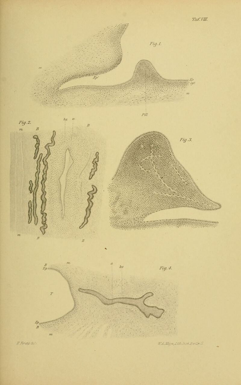 Fig.l. ■:x:i^v-:~^~ Ep' .•']:' ,-, w.Ep, Fig.2. 1>S » PGl- Fig. I v 1 msm ?SSÜp B Ep- i? Fig. 4. Fp,,,.. S '■'■ KA.Met, - ,:- - - ■ -