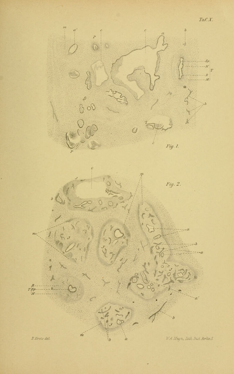 -Ep\ -M'\ ■-B -W F *w /• ...d v Fig. 2. S-V E.KrRiz äel. \J~ >i « ' b ' '- Meyn, LWi.InsLBerlaiS.