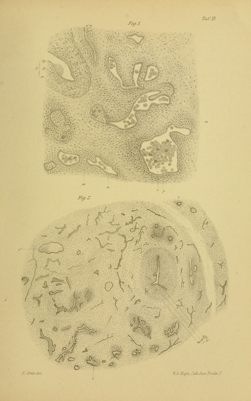 Ilff.l. fy Fy. ^-tj%:or%v^! >* «& afe^. WAMew. lüh Inst, Berlin S.
