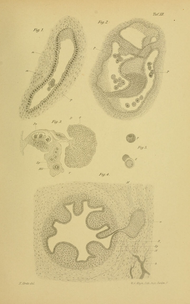 FSg.1. i & Tiff.. F^ Ta/LW. *u*ä '*_p Po FÜ/.3. D O mm mP Fig. 5. Ep- :#$ Fty. 4. -J-p -M l?.Kretzde&. W.A.Mevn*JZL£k/.7nst>. Berlin S.