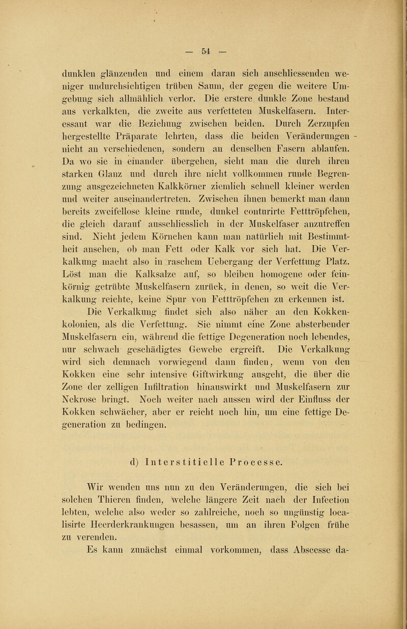 dunklen glänzenden und einem daran sich anschliessenden we- niger undurchsichtigen trüben Saum, der gegen die weitere Um- gehung sich allmählich verlor. Die erstere dunkle Zone bestand aus verkalkten, die zweite aus verfetteten Muskelfasern. Inter- essant war die Beziehung zwischen beiden. Durch Zerzupfen hergestellte Präparate lehrten, dass die beiden Veränderungen nicht an verschiedenen, sondern an denselben Fasern ablaufen. Da wo sie in einander übergehen, sieht man die durch ihren starken Glanz und durch ihre nicht vollkommen runde Begren- zung ausgezeichneten Kalkkörner ziemlich schnell kleiner werden und weiter auseinandertreten. Zwischen ihnen bemerkt man dann bereits zweifellose kleine runde, dunkel conturirte Fetttröpfchen, die gleich darauf ausschliesslich in der Muskelfaser anzutreffen sind. Nicht jedem Körnchen kann man natürlich mit Bestimmt- heit ansehen, ob man Fett oder Kalk vor sich hat. Die Ver- kalkung macht also in raschem Uebergang der Verfettung Platz. Löst man die Kalksalze auf, so bleiben homogene oder fein- körnig getrübte Muskelfasern zurück, in denen, so weit die Ver- kalkung reichte, keine Spur von Fetttröpfchen zu erkennen ist. Die Verkalkung findet sich also näher an den Kokken- kolonien, als die Verfettung. Sie nimmt eine Zone absterbender Muskelfasern ein, während die fettige Degeneration noch lebendes, nur schwach geschädigtes Gewebe ergreift. Die Verkalkung wird sich demnach vorwiegend dann finden, wenn von den Kokken eine sehr intensive Giftwirkung ausgeht, die über die Zone der zelligen Infiltration hinauswirkt und Muskelfasern zur Nekrose bringt. Noch weiter nach aussen wird der Einfluss der Kokken schwächer, aber er reicht noch hin, um eine fettige De- generation zu bedingen. d) Interstitielle Processe. Wir wenden uns nun zu den Veränderungen, die sich bei solchen Thieren finden, welche längere Zeit nach der Infection lebten, welche also weder so zahlreiche, noch so ungünstig loca- lisirte Heerderkrankungen besassen, um an ihren Folgen frühe zu verenden. Es kann zunächst einmal vorkommen, dass Abscesse da-