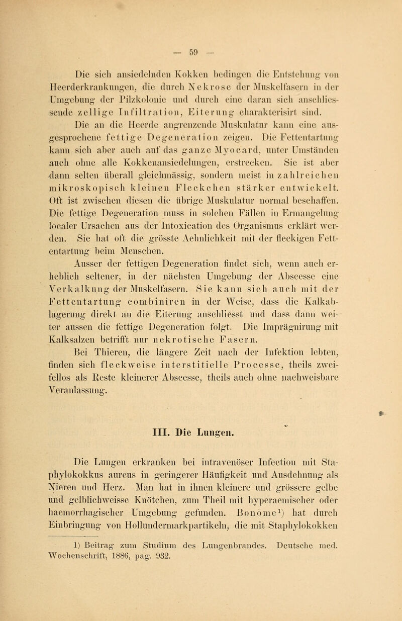 Die sieh ansiedelnde]] Kokken bedingen die Entstehung von Eleerderkrankungen, die durch Nekrose der Muskelfasern in der Umgebung der Pilzkolonie und durch eine daran sieh anschlies- sende zellige Infiltration, Eiterung charakterisirt sind. Die an die Heerde angrenzende Muskulatur kann eine aus- gesprochene fettige Degeneration zeigen. Die Fettentartung kann sich aber auch auf das ganze Myoeard, unter Umständen auch ohne alle Kokkenansiedelungen, erstrecken. Sie ist aber dann selten überall gleichmässig, sondern meist in zahlreichen mikroskopisch kleinen Fleckchen stärker entwickelt. Oft ist zwischen diesen die übrige Muskulatur normal beschaffen. Die fettige Degeneration muss in solchen Fällen in Ermangelung localer Ursachen aus der Intoxication des Organismus erklärt wer- den. Sie hat oft die grösste Aehnlichkeit mit der fleckigen Fett- en tartung beim Menschen. Ausser der fettigen Degeneration findet sich, wenn auch er- heblich seltener, in der nächsten Umgebung der Abscesse eine Verkalkung der Muskelfasern. Sie kann sich auch mit der Fettentartung combiniren in der Weise, dass die Kalkab- lagerung direkt an die Eiterung anschliesst und dass dann wei- ter aussen die fettige Degeneration folgt. Die Imprägnirung mit Kalksalzen betrifft nur nekrotische Fasern. Bei Thieren, die längere Zeit nach der Infektion lebten, finden sich fleckweise interstitielle Processe, theils zwei- fellos als Reste kleinerer Abscesse, theils auch ohne nachweisbare Veranlassung. III. Die Lungen. Die Lungen erkranken bei intravenöser Infection mit Sta- phylokokkus aureus in geringerer Häufigkeit und Ausdehnung als Nieren und Herz. Man hat in ihnen kleinere und grössere gelbe und gelblichweisse Knötchen, zum Theil mit hyperaeniischer oder haemorrhagischer Umgebung gefunden. Bonome1) hat durch Einbringung von Hollundermarkpartikeln, die mit Staphylokokken 1) Beitrag zum Studium des Lungenbrandes. Deutsche med. Wochenschrift, 1886, pag\ 932.