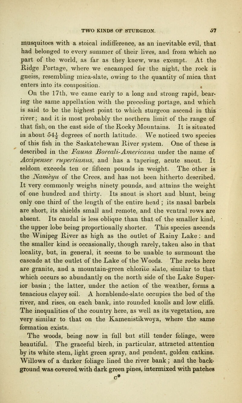 TWO KINDS OF STURGEON. 67 musquitoes with a stoical indifference, as an inevitable evil, that had belonged to every summer of their lives, and from which no part of the world, as far as they knew, was exempt. At the Ridge Portage, where we encamped for the night, the rock is gneiss, resembling mica-slate, owing to the quantity of mica that enters into its composition. , On the 17th, we came early to a long and strong rapid, bear- ing the same appellation with the preceding portage, and which is said to be the highest point to which sturgeon ascend in this river; and it is most probably the northern limit of the range of that fish, on the east side of the Rocky Mountains. It is situated in about 54^- degrees of north latitude. We noticed two species of this fish in the Saskatchewan River system. One of these is described in the Fauna Boreali-Americana under the name of Accipenser rupertianus, and has a tapering, acute snout. It seldom exceeds ten or fifteen pounds in weight. The other is the Nameyu of the Crees, and has not been hitherto described. It very commonly weighs ninety pounds, and attains the weight of one hundred and thirty. Its snout is short and blunt, being only one third of the length of the entire head ; its nasal barbels are short, its shields small and remote, and the ventral rows are absent. Its caudal is less oblique than that of the smaller kind, the upper lobe being proportionally shorter. This species ascends the Winipeg River as high as the outlet of Rainy Lake : and the smaller kind is occasionally, though rarely, taken also in that locality, but, in general, it seems to be unable to surmount the cascade at the outlet of the Lake of the Woods. The rocks here are granite, and a mountain-green chlorite slate, similar to that which occurs so abundantly on the north side of the Lake Super- ior basin ; the latter, under the action of the weather, forms a tenacious clayey soil. A hornblende-slate occupies the bed of the river, and rises, on each bank, into rounded knolls and low cliffs. The inequalities of the country here, as well as its vegetation, are very similar to that on the Kamenistikwoya, where the same formation exists. The woods, being now in full but still tender foliage, were beautiful. The graceful birch, in particular, attracted attention by its white stem, light green spray, and pendent, golden catkins. Willows of a darker foliage lined the river bank ; and the back- ground was covered with dark green pines, intermixed with patches