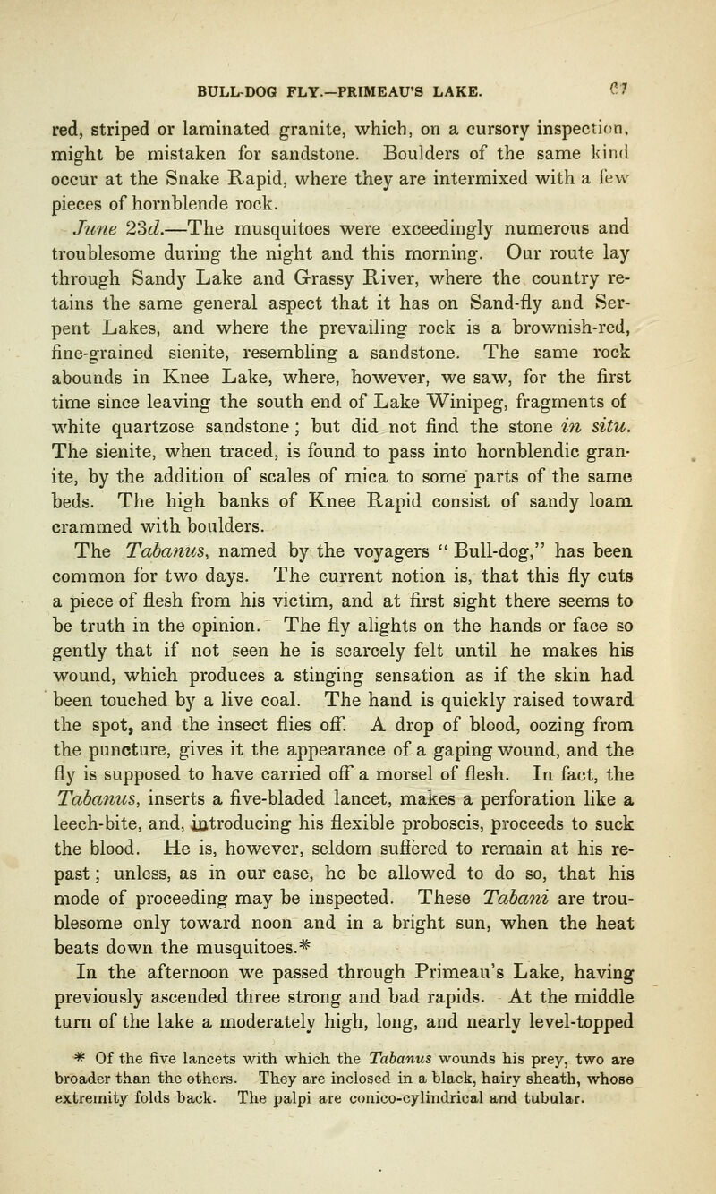 BULLDOG FLY.-PRIMEAU'S LAKE. 6* red, striped or laminated granite, which, on a cursory inspection, might be mistaken for sandstone. Boulders of the same kind occur at the Snake Rapid, where they are intermixed with a few pieces of hornblende rock. June 23d.—The musquitoes were exceedingly numerous and troublesome during the night and this morning. Our route lay through Sandy Lake and Grassy River, where the country re- tains the same general aspect that it has on Sand-fly and Ser- pent Lakes, and where the prevailing rock is a brownish-red, fine-grained sienite, resembling a sandstone. The same rock abounds in Knee Lake, where, however, we saw, for the first time since leaving the south end of Lake Winipeg, fragments of white quartzose sandstone; but did not find the stone in situ. The sienite, when traced, is found to pass into hornblendic gran- ite, by the addition of scales of mica to some parts of the same beds. The high banks of Knee Rapid consist of sandy loam crammed with boulders. The Tabanus, named by the voyagers  Bull-dog, has been common for two days. The current notion is, that this fly cuts a piece of flesh from his victim, and at first sight there seems to be truth in the opinion. The fly alights on the hands or face so gently that if not seen he is scarcely felt until he makes his wound, which produces a stinging sensation as if the skin had been touched by a live coal. The hand is quickly raised toward the spot, and the insect flies off. A drop of blood, oozing from the puncture, gives it the appearance of a gaping wound, and the fly is supposed to have carried off a morsel of flesh. In fact, the Tabanus, inserts a five-bladed lancet, makes a perforation like a leech-bite, and, introducing his flexible proboscis, proceeds to suck the blood. He is, however, seldom suffered to remain at his re- past ; unless, as in our case, he be allowed to do so, that his mode of proceeding may be inspected. These Tabani are trou- blesome only toward noon and in a bright sun, when the heat beats down the musquitoes.^ In the afternoon we passed through Primeau's Lake, having previously ascended three strong and bad rapids. At the middle turn of the lake a moderately high, long, and nearly level-topped * Of the five lancets with which the Tabanus wounds his prey, two are broader than the others. They are inclosed in a black, hairy sheath, whose extremity folds back. The palpi are conico-cylindrical and tubular.
