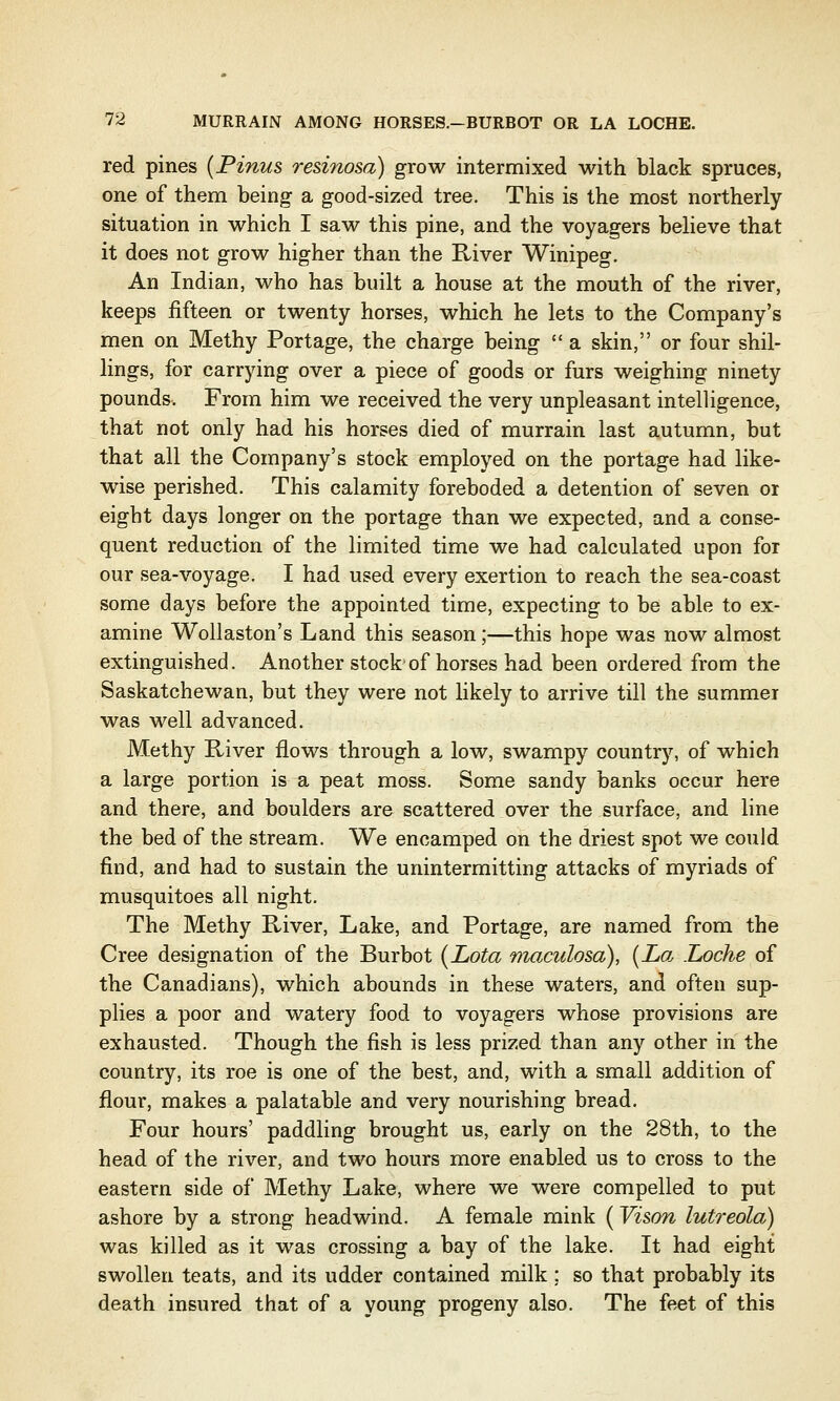 red pines {Pinus resinosa) grow intermixed with black spruces, one of them being a good-sized tree. This is the most northerly situation in which I saw this pine, and the voyagers believe that it does not grow higher than the River Winipeg. An Indian, who has built a house at the mouth of the river, keeps fifteen or twenty horses, which he lets to the Company's men on Methy Portage, the charge being  a skin, or four shil- lings, for carrying over a piece of goods or furs weighing ninety pounds. From him we received the very unpleasant intelligence, that not only had his horses died of murrain last autumn, but that all the Company's stock employed on the portage had like- wise perished. This calamity foreboded a detention of seven or eight days longer on the portage than we expected, and a conse- quent reduction of the limited time we had calculated upon for our sea-voyage. I had used every exertion to reach the sea-coast some days before the appointed time, expecting to be able to ex- amine Wollaston's Land this season;—this hope was now almost extinguished. Another stock of horses had been ordered from the Saskatchewan, but they were not likely to arrive till the summer was well advanced. Methy River flows through a low, swampy country, of which a large portion is a peat moss. Some sandy banks occur here and there, and boulders are scattered over the surface, and line the bed of the stream. We encamped on the driest spot we could find, and had to sustain the unintermitting attacks of myriads of musquitoes all night. The Methy River, Lake, and Portage, are named from the Cree designation of the Burbot (Lota maculosa), (La, Locke of the Canadians), which abounds in these waters, and often sup- plies a poor and watery food to voyagers whose provisions are exhausted. Though the fish is less prized than any other in the country, its roe is one of the best, and, with a small addition of flour, makes a palatable and very nourishing bread. Four hours' paddling brought us, early on the 28th, to the head of the river, and two hours more enabled us to cross to the eastern side of Methy Lake, where we were compelled to put ashore by a strong headwind. A female mink ( Vison lutreola) was killed as it was crossing a bay of the lake. It had eight swollen teats, and its udder contained milk ; so that probably its death insured that of a young progeny also. The feet of this