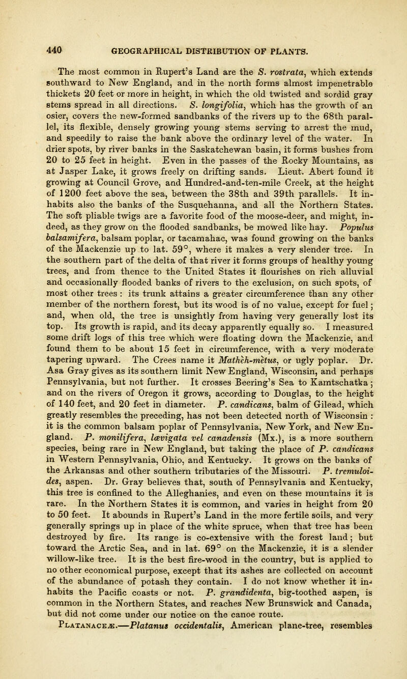 The most common in Rupert's Land are the S. rostrata, which extends southward to New England, and in the north forms almost impenetrable thickets 20 feet or more in height, in which the old twisted and sordid gray- stems spread in all directions. S. longifolia, which has the growth of an osier, covers the new-formed sandbanks of the rivers up to the 68th paral- lel, its flexible, densely growing young stems serving to arrest the mud, and speedily to raise the bank above the ordinary level of the water. In drier spots, by river banks in the Saskatchewan basin, it forms bushes from 20 to 25 feet in height. Even in the passes of the Rocky Mountains, as at Jasper Lake, it grows freely on drifting sands. Lieut. Abert found it growing at Council Grove, aud Hundred-and-ten-mile Creek, at the height of 1200 feet above the sea, between the 38th and 39th parallels. It in- habits also the banks of the Susquehanna, and all the Northern States. The soft pliable twigs are a favorite food of the moose-deer, and might, in- deed, as they grow on the flooded sandbanks, be mowed like hay. Populus balsamifera, balsam poplar, or tacamahac, was found growing on the banks of the Mackenzie up to lat. 59°, where it makes a very slender tree. In the southern part of the delta of that river it forms groups of healthy young trees, and from thence to the United States it flourishes on rich alluvial and occasionally flooded banks of rivers to the exclusion, on such spots, of most other trees : its trunk attains a greater circumference than any other member of the northern forest, but its wood is of no value, except for fuel; and, when old, the tree is unsightly from having very generally lost its top. Its growth is rapid, and its decay apparently equally so. I measured some drift logs of this tree which were floating down the Mackenzie, and found them to be about 15 feet in circumference, with a very moderate tapering upward. The Crees name it Matheh-metus, or ugly poplar. Dr. Asa Gray gives as its southern limit New England, Wisconsin, and perhaps Pennsylvania, but not further. It crosses Beering's Sea to Kamtschatka; and on the rivers of Oregon it grows, according to Douglas, to the height of 140 feet, and 20 feet in diameter. P. candicans, balm of Gilead, which greatly resembles the preceding, has not been detected north of Wisconsin : it is the common balsam poplar of Pennsylvania, New York, and New En- gland. P. monilifera, laevigata vel canadensis (Mx.), is a more southern species, being rare in New England, but taking the place of P. candicans in Western Pennsylvania, Ohio, and Kentucky. It grows on the banks of the Arkansas and other southern tributaries of the Missouri. P. tremuloi- des, aspen. Dr. Gray believes that, south of Pennsylvania and Kentucky, this tree is confined to the Alleghanies, and even on these mountains it is rare. In the Northern States it is common, and varies in height from 20 to 50 feet. It abounds in Rupert's Land in the more fertile soils, and very generally springs up in place of the white spruce, when that tree has been destroyed by fire. Its range is co-extensive with the forest land; but toward the Arctic Sea, and in lat. 69° on the Mackenzie, it is a slender willow-like tree. It is the best fire-wood in the country, but is applied to no other economical purpose, except that its ashes are collected on account of the abundance of potash they contain. I do not know whether it in- habits the Pacific coasts or not. P. grandidenta, big-toothed aspen, is common in the Northern States, and reaches New Brunswick and Canada, but did not come under our notice on the canoe route. Platanaceje.—Platanus occidentalism American plane-tree, resembles