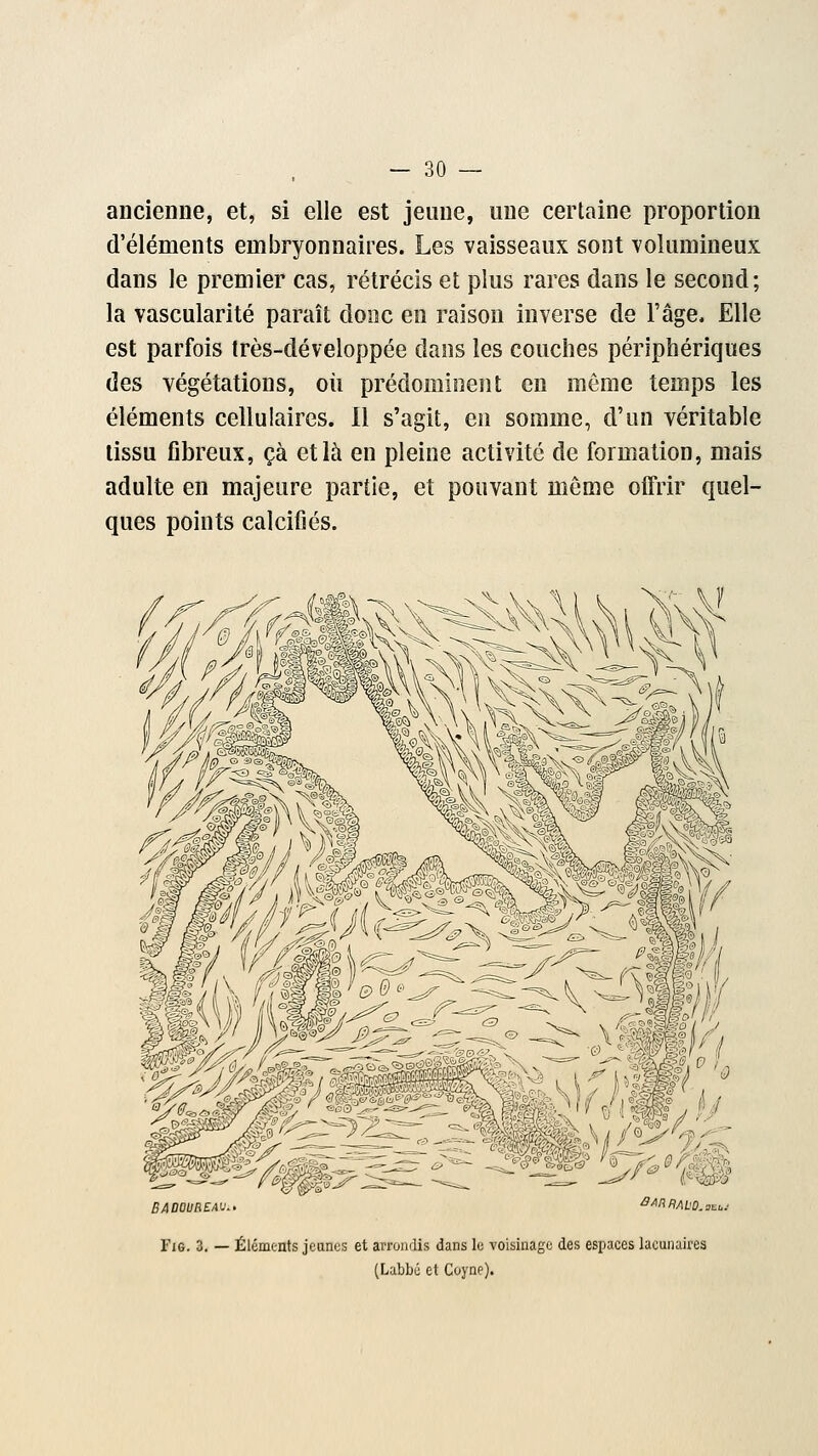 ancienne, et, si elle est jeune, une certaine proportion d'éléments embryonnaires. Les vaisseaux sont volumineux dans le premier cas, rétrécis et plus rares dans le second; la vascularité paraît donc en raison inverse de l'âge, Elle est parfois très-développée dans les couches périphériques des végétations, où prédominent en môme temps les éléments cellulaires. Il s'agit, en somme, d'un véritable tissu fibreux, çà et là en pleine activité de formation, mais adulte en majeure partie, et pouvant môme offrir quel- ques points calcifiés. BABBOBEAUi Tig. 3. — Éléments jeunes et arrondis dans le voisinage des espaces lacunaires (Labbé et Coyne).