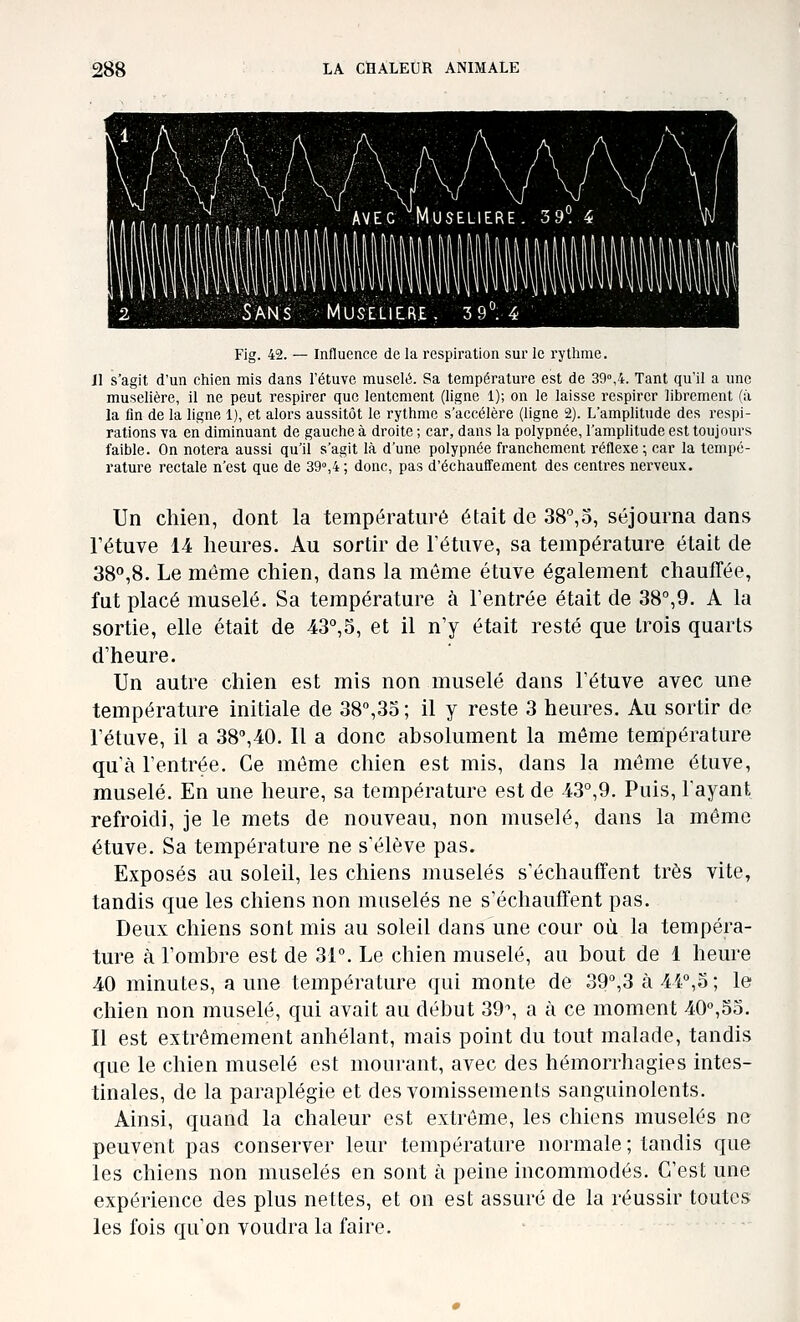 AVEC Muselière. 39*^ 4 SANS : MUSELIERE. 39°. 4 Fig. 42. — Influence de la respiration sur le rythme. Jl s'agit d'un chien mis dans l'étuve muselé. Sa température est de 39°,4. Tant qu'il a une muselière, il ne peut respirer que lentement (ligne 1); on le laisse respirer librement (à la fin de la ligne 1), et alors aussitôt le rythme s'accélère (ligne 2). L'amplitude des respi- rations va en diminuant de gauche à droite ; car, dans la polypnée, l'amplitude est toujours faible. On notera aussi qu'il s'agit là d'une polypnée franchement réflexe; car la tempé- rature rectale n'est que de 39°,4 ; donc, pas d'échauffement des centres nerveux. Un chien, dont la température était de SS^iO, séjourna dans rétuve 14 heures. Au sortir de l'étuve, sa température était de 38°,8. Le même chien, dans la môme étuve également chauffée, fut placé muselé. Sa température à l'entrée était de 38°,9. A la sortie, elle était de 43°,5, et il n'y était resté que trois quarts d'heure. Un autre chien est mis non muselé dans l'étuve avec une température initiale de 38°,35 ; il y reste 3 heures. Au sortir de l'étuve, il a 38°,40. Il a donc absolument la môme température qu'à l'entrée. Ce môme chien est mis, dans la môme étuve, muselé. En une heure, sa température est de 43°,9. Puis, l'ayant refroidi, je le mets de nouveau, non muselé, dans la môme étuve. Sa température ne s'élève pas. Exposés au soleil, les chiens muselés s'échauffent très vite, tandis que les chiens non muselés ne s'échauffent pas. Deux chiens sont mis au soleil dans une cour où la tempéra- ture à l'ombre est de 31°. Le chien muselé, au bout de 1 heure 40 minutes, a une température qui monte de 39°,3 à 44°,3; le chien non muselé, qui avait au début 39% a à ce moment 40°,55. Il est extrêmement anhélant, mais point du tout malade, tandis que le chien muselé est mourant, avec des hémorrhagies intes- tinales, de la paraplégie et des vomissements sanguinolents. Ainsi, quand la chaleur est extrême, les chiens muselés ne peuvent pas conserver leur température normale ; tandis que les chiens non muselés en sont à peine incommodés. C'est une expérience des plus nettes, et on est assuré de la réussir toutes les fois qu'on voudra la faire.