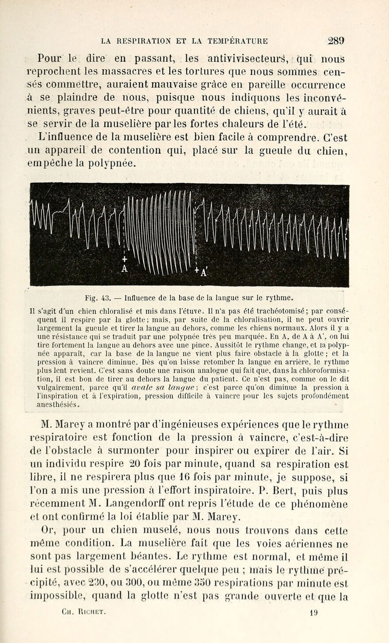 Pour le dire en passant, les antivivisecteurs, qui nous reprochent les massacres et les tortures que nous sommes cen- sés commettre, auraient mauvaise grâce en pareille occurrence à se plaindre de nous, puisque nous indiquons les inconvé- nients, graves peut-être pour quantité de chiens, qu'il y aurait à se servir de la muselière parles fortes chaleurs de l'été. L'influence de la muselière est bien facile à comprendre. C'est un appareil de contention qui, placé sur la gueule du chien, empêche la polypnée. Fig. 43. — Influence de la base de la langue sur le rythme. Il s'agit d'un chien chloralisé et mis dans l'étuve. Il n'a pas été trachéotomisé; par consé- quent il respire par la glotte; mais, par suite de la chloralisation, il ne peut ouvrir largement la gueule et tirer la langue au dehors, comme les chiens normaux. Alors il y a une résistance qui se traduit par une polypnée très peu marquée. En A, de A à A', on lui tire fortement la langue au dehors avec une pince. Aussitôt le rythme change, et la polyp- née apparaît, car la base de la langue ne vient plus faire obstacle à la glotte ; et la pression à vaincre diminue. Dès qu'on laisse retomber la langue en arrière, le rythme ])lus lent revient. C'est sans doute une raison analogue qui fait que, dans la chloroformisa- lion, il est bon de tirer au dehors la langue du patient. Ce n'est pas, comme on le dit vulgairement, parce qu'il avale sa langue; c'est parce qu'on diminue la pression à l'inspiration et à l'expiration, pression difficile à vaincre pour les sujets profondément anesthésiés. M. Marey a montré par d'ingénieuses expériences que le rythme respiratoire est fonction de la pression à vaincre, c'est-à-dire de l'obstacle à surmonter pour inspirer ou expirer de l'air. Si un individu respire 20 fois par minute, quand sa respiration est libre, il ne respirera plus que 16 fois par minute, je suppose, si l'on a mis une pression à l'effort inspiratoire. P. Bert, puis plus récemment M. Langendorif ont repris l'étude de ce phénomène et ont confirmé la loi établie par M. Marey. Or, pour un chien muselé, nous nous trouvons dans celte môme condition. La muselière fait que les voies aériennes ne sont pas largement béantes. Le rythme est normal, et môme il lui est possible de s'accélérer quelque peu ; mais le rytlimc pré- cipité, avec 2:50, ou iJOO, ou même o5U respirations par minute est impossible, (jiiand la glotte n'est pas grande ouverte et que la Ch. IliriiiiT. 19