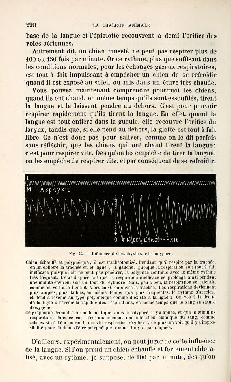 base de la langue et l'épiglotte recouvrent à demi l'orifice des voies aériennes. Autrement dit, un chien muselé ne peut pas respirer plus de 100 ou 130 fois par minute. Or ce rythme, plus que suffisant dans les conditions normales, pour les échanges gazeux respiratoires, est tout à fait impuissant à empêcher un chien de se refroidir quand il est exposé au soleil ou mis dans un étuve très chaude. Vous pouvez maintenant comprendre pourquoi les chiens^ quand ils ont chaud, en môme temps qu'ils sont essoufflés, tirent la langue et la laissent pendre au dehors. C'est pour pouvoir respirer rapidement qu'ils tirent la langue. En effet, quand la langue est tout entière dans la gueule, elle recouvre l'orifice du larynx, tandis que, si elle pend au dehors, la glotte est tout à fait libre. Ce n'est donc pas pour saliver, comme on le dit parfois sans réfléchir, que les chiens qui ont chaud tirent la langue : c'est pour respirer vite. Dès qu'on les empêche de tirer la langue, on les empêche de respirer vite, et par conséquent de se refroidir. Fig. 44. — Influence de l'asphyxie sur la polypnée. Chien échauffé et polypnéique; il est trachéotomisé. Pendant qu'il respire par la trachée, on lui oblitère la trachée en M, ligne 1, à gauche. Quoique la respiration soit tout à fait inefficace puisque l'air ne peut pas pénétrer, la polypnée continue avec le même rythnic très fréquent. L'état d'apnée fait que la respiration inefficace se prolonge ainsi pendant une minute environ, soit un tour du cylindre. Mais, peu à peu, la respiration se ralentit, comme on voit à la ligne 2. Alors en 0, on ouvi-e la trachée. Les respirations deviennent plus amples, puis faibles, en môme temps que plus fréquentes, le rythme s'accélère et tend à revenir au type polypnéique comme il existe à la ligne 1. On voit à la di'oite de la ligne 2 revenir la rapidité des respirations, en même temps que le sang se sature d'oxygène. Ce graphique démontre formellement que, dans la polypnée, il y a apnée, et que le stimulus respiratoire dans ce cas, n'est aucunement une altération chimique du sang, comme cela existe à l'état normal, dans la respiration régulière ; de plus, on voit qu'il y a impos- sibilité pour l'animal d'être polypnéique, quand il n'y a pas d'apnée. D'ailleurs, expérimentalement, on peut juger de cette influence de la langue. Si l'on prend un chien échauffé et fortement chlora- lisé, avec un rythme, je suppose, de 100 par minute, dès qu'on