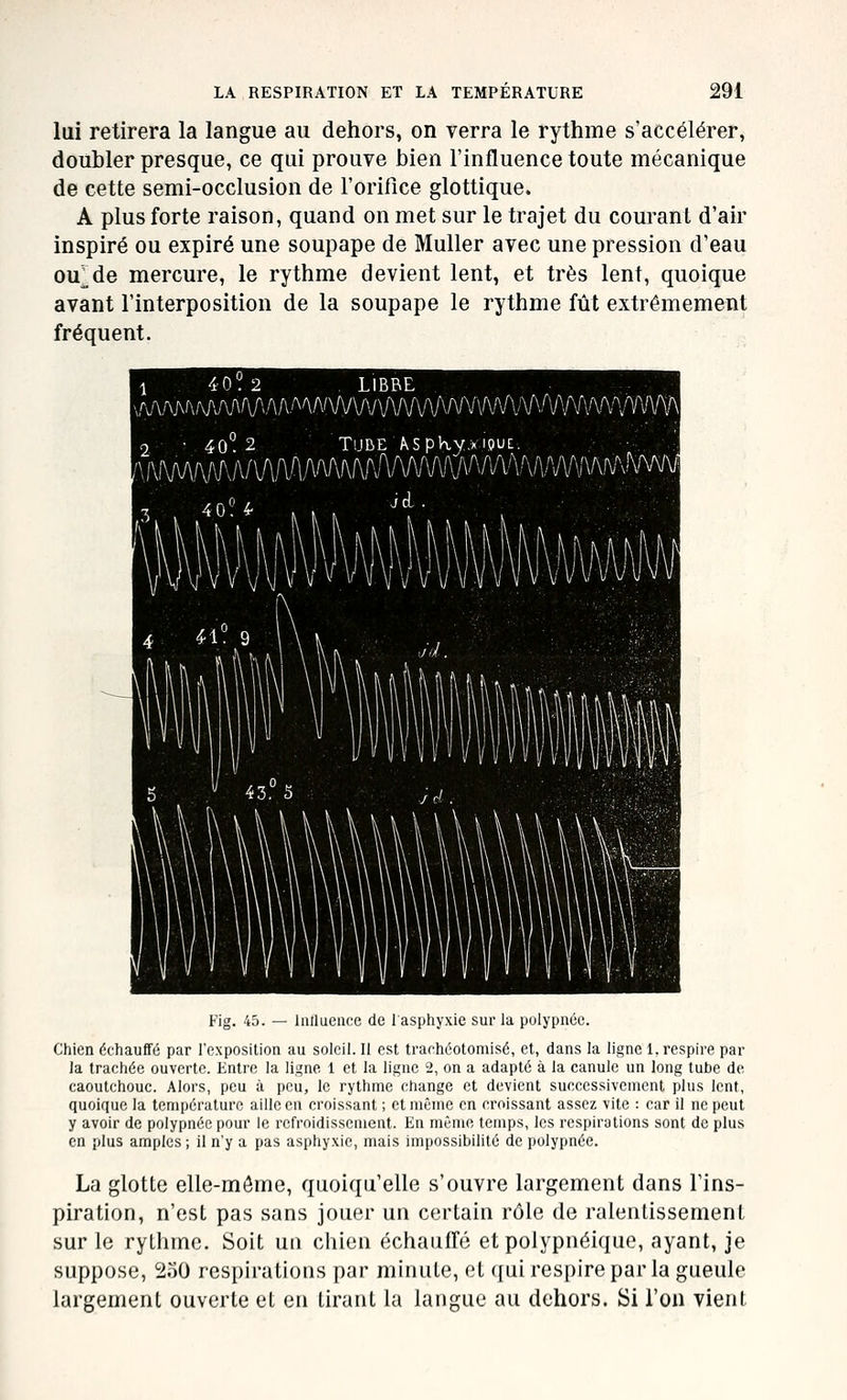 lui retirera la langue au dehors, on verra le rythme s'accélérer, doubler presque, ce qui prouve bien l'influence toute mécanique de cette semi-occlusion de l'orifice glottique. A plus forte raison, quand on met sur le trajet du courant d'air inspiré ou expiré une soupape de Muller avec une pression d'eau ou^de mercure, le rythme devient lent, et très lent, quoique avant l'interposition de la soupape le rythme fût extrêmement fréquent. LIBRE ^^wA'\^f'M.^^NWm\lm^r\NWAi\l 2 ■ 40. 2 X _ 4 0? 4- ruBE A.SpKy>i9Ui:. âwwMw mmmm \\i\m\\\d\nn nwvi vv ni/viniVi/- Iliiil Fig. 45. — Inllueiice de 1 asphyxie sur la polypnéo. Chien échauffé par rexposition au soleil. Il est trachéotoniisé, et, dans la ligne 1. respire par la trachée ouverte. Entre la ligne 1 et la ligne 2, on a adapté à la canule un long tube de caoutchouc. Alors, peu à peu, le rythme change et devient successivement plus lent, quoique la température aille en croissant ; et même en croissant assez vite : car il ne peut y avoir de polypnéc pour le refroidissement. En même temps, les respirations sont de plus en plus amples ; il n'y a pas asphyxie, mais impossibilité de polypnée. La glotte elle-même, quoiqu'elle s'ouvre largement dans l'ins- piration, n'est pas sans jouer un certain rôle de ralentissement sur le rythme. Soit un chien échauffé et polypnéique, ayant, je suppose, 2o0 respiratious par minute, et ([ui respire par la gueule largement ouverte et en tirant la langue au dehors. Si l'on vient