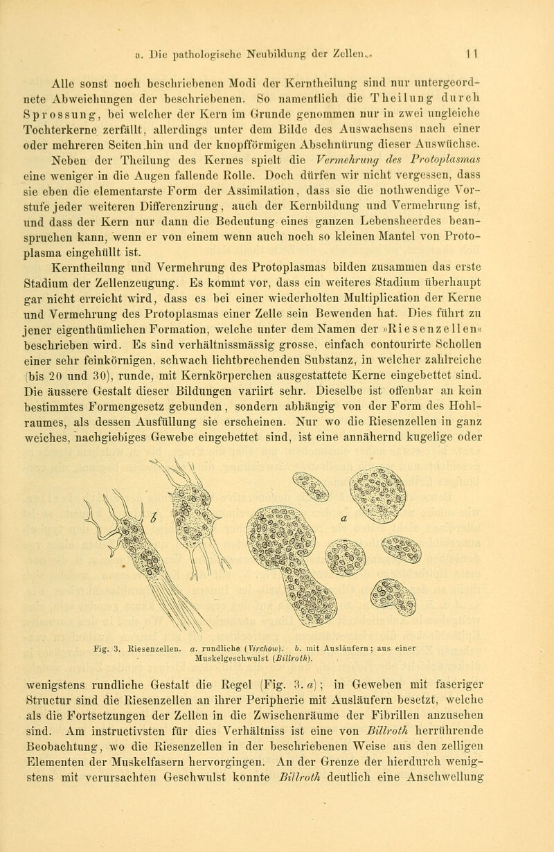 Alle sonst noch beschriebenen Modi der Kerntheilung sind nur untergeord- nete Abweichungen der beschriebenen. So namentlich die Theilung durch Sprossung, bei welcher der Kern im Grunde genommen nur in zwei ungleiche Tochterkernc zerfällt, allerdings unter dem Bilde des Auswachsens nach einer oder mehreren Seiten .hin und der knopfförmigen Abschnürung dieser Auswüchse. Neben der Theilung des Kernes spielt die Vermehrung des Protoplasmas eine weniger in die Augen fallende Rolle. Doch dürfen wir nicht vergessen, dass sie eben die elementarste Form der Assimilation, dass sie die nothwendige Vor- stufe jeder weiteren Differenzirung, auch der Kernbildung und Vermehrung ist, und dass der Kern nur dann die Bedeutung eines ganzen Lebensheerdes bean- spruchen kann, wenn er von einem wenn auch noch so kleinen Mantel von Proto- plasma eingehüllt ist. Kerntheilung und Vermehrung des Protoplasmas bilden zusammen das erste Stadium der Zellenzeugung. Es kommt vor, dass ein weiteres Stadium überhaupt gar nicht erreicht wird, dass es bei einer wiederholten Multiplication der Kerne und Vermehrung des Protoplasmas einer Zelle sein Bewenden hat. Dies führt zu jener eigenthümlichen Formation, welche unter dem Namen der »Riesenzellen« beschrieben wird. Es sind verhältnissmässig grosse, einfach contourirte Schollen einer sehr feinkörnigen, schwach lichtbrechenden Substanz, in welcher zahlreiche (bis 20 und 30), runde, mit Kernkörpereken ausgestattete Kerne eiugebettet sind. Die äussere Gestalt dieser Bildungen variirt sehr. Dieselbe ist offenbar an kein bestimmtes Formengesetz gebunden, sondern abhängig von der Form des Hohl- raumes, als dessen Ausfüllung sie erscheinen. Nur wo die Riesenzellen in ganz weiches, nachgiebiges Gewebe eingebettet sind, ist eine annähernd kugelige oder Fig. 3. Riesenzellen. a. rundliche (Yirckow). b. mit Ausläufern; aus einer Muskelgeschwulst (Billroth). wenigstens rundliche Gestalt die Regel (Fig. 3. a); in Geweben mit faseriger Structur sind die Riesenzellen an ihrer Peripherie mit Ausläufern besetzt, welche als die Fortsetzungen der Zellen in die Zwischenräume der Fibrillen anzusehen sind. Am instruetivsten für dies Verhältniss ist eine von Billroth herrührende Beobachtung, wo die Riesenzellen in der beschriebenen Weise aus den zelligen Elementen der Muskelfasern hervorgingen. An der Grenze der hierdurch wenig- stens mit verursachten Geschwulst konnte Billroth deutlich eine Anschwellung