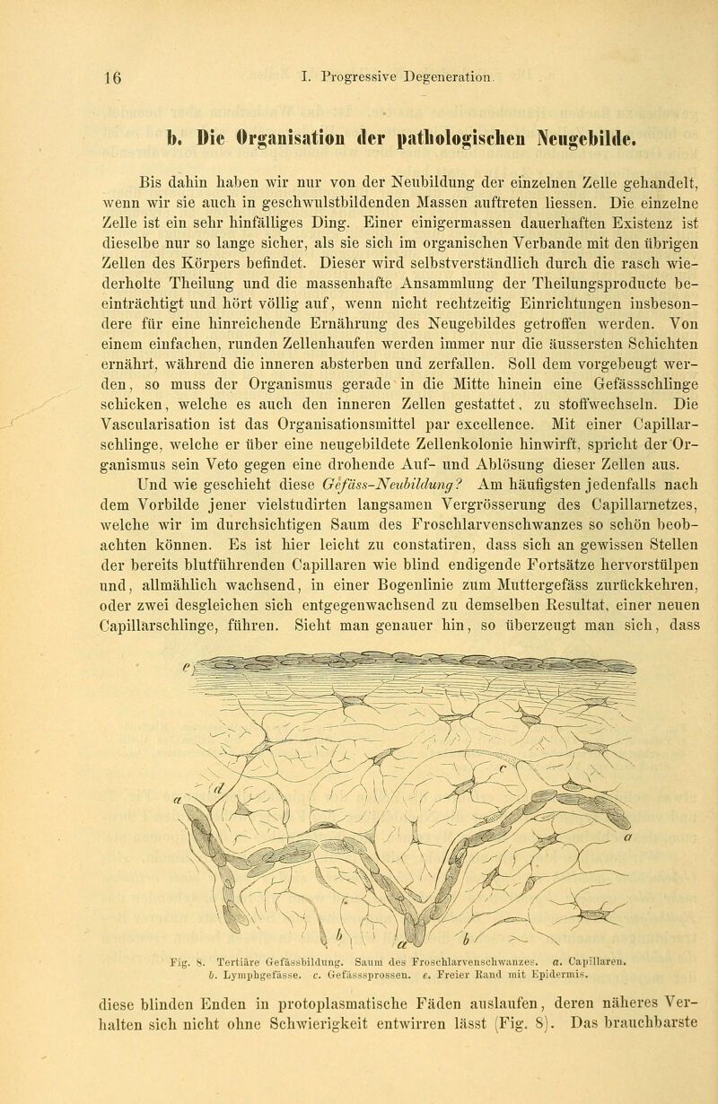 b. Die Organisation der pathologischen Neugebilde. Bis dahin haben wir nur von der Neubildung der einzelnen Zelle gehandelt, wenn wir sie auch in geschwulstbildenden Massen auftreten Hessen. Die einzelne Zelle ist ein sehr hinfälliges Ding. Einer einigermassen dauerhaften Existenz ist dieselbe nur so lange sicher, als sie sich im organischen Verbände mit den übrigen Zellen des Körpers befindet. Dieser wird selbstverständlich durch die rasch wie- derholte Theilung und die massenhafte Ansammlung der Theilungsproducte be- einträchtigt und hört völlig auf, wenn nicht rechtzeitig Einrichtungen insbeson- dere für eine hinreichende Ernährung des Neugebildes getroffen werden. Von einem einfachen, runden Zellenhaufen werden immer nur die äussersten Schichten ernährt, während die inneren absterben und zerfallen. Soll dem vorgebeugt wer- den , so muss der Organismus gerade in die Mitte hinein eine Gefässschlinge schicken, welche es auch den inneren Zellen gestattet, zu Stoffwechseln. Die Vascularisation ist das Organisationsmittel par excellence. Mit einer Capillar- schlinge, welche er über eine neugebildete Zellenkolonie hinwirft, spricht der Or- ganismus sein Veto gegen eine drohende Auf- und Ablösung dieser Zellen aus. Und wie geschieht diese Gefäss-Neubildung? Am häufigsten jedenfalls nach dem Vorbilde jener vielstudirten langsamen Vergrösserung des Capillarnetzes, welche wir im durchsichtigen Saum des Froschlarvenschwanzes so schön beob- achten können. Es ist hier leicht zu constatiren, dass sich an gewissen Stellen der bereits blutführenden Capillaren wie blind endigende Fortsätze hervorstülpen und, allmählich wachsend, in einer Bogenlinie zum Muttergefäss zurückkehren, oder zwei desgleichen sich entgegenwachsend zu demselben Resultat, einer neuen Capillarschlinge, führen. Sieht man genauer hin, so überzeugt man sich, dass Fig. 8. Tertiäre Grefässbildung. Saum des Froschlarvensehwanzeb'. a. Capillaren. b. Lympbgefässe. c. Gefässsprossen. c. Freier Rand mit Epidermis. diese blinden Enden in protoplasmatische Fäden auslaufen, deren näheres Ver- halten sich nicht ohne Schwierigkeit entwirren lässt (Fig. 8). Das brauchbarste