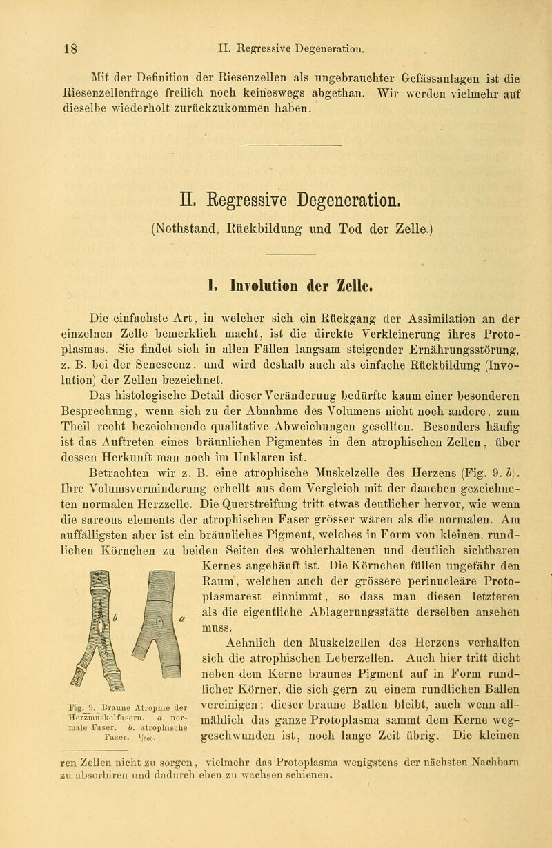 Mit der Definition der Riesenzellen als ungebrauchter Gefässanlagen ist die Riesenzellenfrage freilich noch keineswegs abgethan. Wir werden vielmehr auf dieselbe wiederholt zurückzukommen haben. II, Regressive Degeneration, (Nothstand, Rückbildung und Tod der Zelle. 1. Involution der Zelle. Die einfachste Art, in welcher sich ein Rückgang der Assimilation an der einzelnen Zelle bemerklich macht, ist die direkte Verkleinerung ihres Proto- plasmas. Sie findet sich in allen Fällen langsam steigender Ernährungsstörung, z. B. bei der Senescenz, und wird deshalb auch als einfache Rückbildung (Invo- lution) der Zellen bezeichnet. Das histologische Detail dieser Veränderung bedürfte kaum einer besonderen Besprechung, wenn sich zu der Abnahme des Volumens nicht noch andere, zum Theil recht bezeichnende qualitative Abweichungen gesellten. Besonders häufig ist das Auftreten eines bräunlichen Pigmentes in den atrophischen Zellen, über dessen Herkunft man noch im Unklaren ist. Betrachten wir z. B. eine atrophische Muskelzelle des Herzens (Fig. 9.b). Ihre Volumsverminderung erhellt aus dem Vergleich mit der daneben gezeichne- ten normalen Herzzelle. Die Querstreifung tritt etwas deutlicher hervor, wie wenn die sarcous elements der atrophischen Faser grösser wären als die normalen. Am auffälligsten aber ist ein bräunliches Pigment, welches in Form von kleinen, rund- lichen Körnchen zu beiden Seiten des wohlerhaltenen und deutlich sichtbaren Kernes angehäuft ist. Die Körnchen füllen ungefähr den Raum, welchen auch der grössere perinucleäre Proto- plasmarest einnimmt, so dass man diesen letzteren als die eigentliche Ablagerungsstätte derselben ansehen muss. Aehnlich den Muskelzellen des Herzens verhalten sich die atrophischen Leberzellen. Auch hier tritt dicht neben dem Kerne braunes Pigment auf in Form rund- licher Körner, die sich gern zu einem rundlichen Ballen Kg. 9. Braune AtropMe der vereinigen; dieser braune Ballen bleibt, auch wenn all- Heizmuskeifasern. a. nor- mählich das ganze Protoplasma sammt dem Kerne weg- male Faser. 6. atrophische , . . Faser. i|50o. geschwunden ist, noch lange Zeit übrig. Die kleinen ren Zellen nicht zu sorgen, vielmehr das Protoplasma wenigstens der nächsten Nachbarn zu absorbiren und dadurch eben zu wachsen schienen.