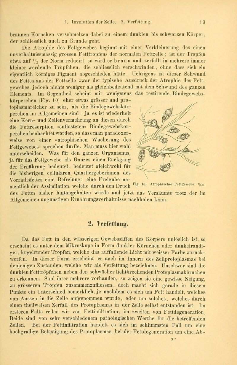 braunen Körnchen verschmolzen dabei zu einem dunklen bis schwarzen Körper, der schliesslich auch zu Grunde geht. Die Atrophie des Fettgewebes beginnt mit einer Verkleinerung des einen unverhältnissmässig grossen Fetttropfens der normalen Fettzelle; ist der Tropfen etwa auf *■/$ der Norm reducirt, so wird er braun und zerfällt in mehrere immer kleiner werdende Tröpfchen, die schliesslich verschwinden, ohne dass sich ein eigentlich körniges Pigment abgeschieden hätte. Uebrigens ist dieser Schwund des Fettes aus der Fettzelle zwar der typische Ausdruck der Atrophie des Fett- gewebes, jedoch nichts weniger als gleichbedeutend mit dem Schwund des ganzeji Elements. Im Gegentheil scheint mir wenigstens das restirende Bindegewebs- körperchen (Fig. 10) eher etwas grösser und pro- toplasmareicher zu sein, als die Bindegewebskör- perchen im Allgemeinen sind ; ja es ist wiederholt eine Kern- und Zellenvermehrung an diesen durch die Fettresorption »entlasteten« Bindegewebskör- perchen beobachtet worden, so dass man paradoxer- weise von einer »atrophischen Wucherung des Fettgewebes« sprechen durfte. Man muss hier wohl unterscheiden. Was für den ganzen Organismus, ja für das Fettgewebe als Ganzes einen Rückgang der Ernährung bedeutet, bedeutet gleichwohl für die bisherigen cellularen Quartiergeberinnen des Vorrathsfettes eine Befreiung; eine Freigabe na- mentlich der Assimilation, welche durch den Druck ^ 10 Ai™^^ Fettgewebe. >|50„. des Fettes bisher hintangehalten wurde und jetzt das Versäumte trotz der im Allgemeinen ungünstigen Ernährungsverhältnisse nachholen kann. %, Verfettung. Da das Fett in den wässerigen Gewebssäften des Körpers unlöslich ist, so erscheint es unter dem Mikroskope in Form dunkler Körnchen oder dunkelrandi- ger, kugelrunder Tropfen, welche das auffallende Licht mit weisser Farbe zurück- werfen. In dieser Form erscheint es auch im Innern des Zellprotoplasmas bei denjenigen Zuständen, welche wir als Verfettung bezeichnen. Unschwer sind die dunklen Fetttröpfchen neben den schwächer lichtbrechenden Protoplasmakörnchen zu erkennen. Sind ihrer mehrere vorhanden, so zeigen sie eine gewisse Neigung, zu grösseren Tropfen zusammenzufliessen, doch macht sich gerade in diesem Punkte ein Unterschied bemerklich, je nachdem es sich um Fett handelt, welches von Aussen in die Zelle aufgenommen wurde, oder um solches, welches durch einen theilweisen Zerfall des Protoplasmas in der Zelle selbst entstanden ist. Im ersteren Falle reden wir von Fettinfiltration, im zweiten von Fettdegeneration. Beide sind von sehr verschiedenem pathologischen Werthe für die betreffenden Zellen. Bei der Fettinfiltration handelt es sich im schlimmsten Fall um eine hochgradige Belästigung des Protoplasmas, bei der Fettdegeneration um eine Ab- 2*