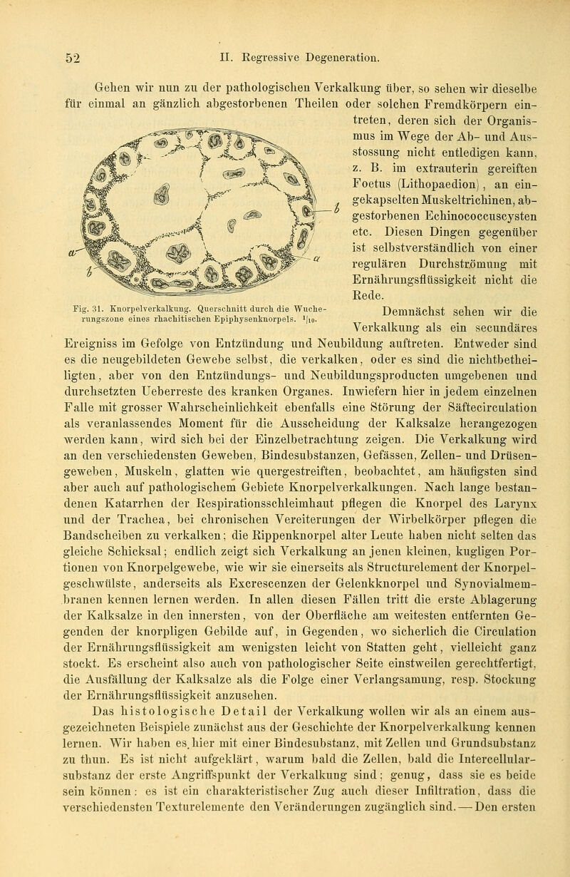 Fig. 31. Knorpelverkalkung. Querschnitt durch die Wuche- rungszone eines rhachitischen Epiphysenknorpels. '|io. Gehen wir nun zu der pathologischen Verkalkung über, so sehen wir dieselbe für einmal an gänzlich abgestorbenen Theilen oder solchen Fremdkörpern ein- treten, deren sich der Organis- mus im Wege der Ab- und Aus- stossung nicht entledigen kann, z. B. im extrauterin gereiften Foetus (Lithopaedion), an ein- gekapselten Muskeltrichinen, ab- gestorbenen Echinococcuscysten etc. Diesen Dingen gegenüber ist selbstverständlich von einer regulären Durchstr.ömung mit Ernährungsflüssigkeit nicht die Rede. Demnächst sehen wir die Verkalkung als ein secundäres Ereigniss im Gefolge von Entzündung und Neubildung auftreten. Entweder sind es die neugebildeten Gewebe selbst, die verkalken, oder es sind die nichtbethei- ligten, aber von den Entzündungs- und Neubildungsproducten umgebenen und durchsetzten Ueberreste des kranken Organes. Inwiefern hier in jedem einzelnen Falle mit grosser Wahrscheinlichkeit ebenfalls eine Störung der Säftecirculation als veranlassendes Moment für die Ausscheidung der Kalksalze herangezogen werden kann, wird sich bei der Einzelbetrachtung zeigen. Die Verkalkung wird an den verschiedensten Geweben, Bindesubstanzen, Gefässen, Zellen- und Drüsen- geweben , Muskeln, glatten wie quergestreiften, beobachtet, am häufigsten sind aber auch auf pathologischem Gebiete Knorpelverkalkungen. Nach lange bestan- denen Katarrhen der Respirationsschleimhaut pflegen die Knorpel des Larynx und der Trachea, bei chronischen Vereiterungen der Wirbelkörper pflegen die Bandscheiben zu verkalken; die Rippenknorpel alter Leute haben nicht selten das gleiche Schicksal; endlich zeigt sich Verkalkung an jenen kleinen, kugligen Por- tionen von Knorpelgewebe, wie wir sie einerseits als Structurelement der Knorpel- geschwülste, anderseits als Excrescenzen der Gelenkknorpel und Synovialmem- branen kennen lernen werden. In allen diesen Fällen tritt die erste Ablagerung der Kalksalze in den innersten, von der Oberfläche am weitesten entfernten Ge- genden der knorpligen Gebilde auf, in Gegenden, wo sicherlich die Circulation der Ernährungsflüssigkeit am wenigsten leicht von Statten geht, vielleicht ganz stockt. Es erscheint also auch von pathologischer Seite einstweilen gerechtfertigt, die Ausfällung der Kalksalze als die Folge einer Verlangsamung, resp. Stockung der Ernährungsflüssigkeit anzusehen. Das histologische Detail der Verkalkung wollen wir als an einem aus- gezeichneten Beispiele zunächst aus der Geschichte der Knorpelverkalkung kennen lernen. Wir haben es. hier mit einer Bindesubstanz, mit Zellen und Grundsubstanz zu thun. Es ist nicht aufgeklärt, warum bald die Zellen, bald die Intercellular- substanz der erste Angriffspunkt der Verkalkung sind; genug, dass sie es beide sein können: es ist ein charakteristischer Zug auch dieser Infiltration, dass die verschiedensten Texturelemente den Veränderungen zugänglich sind.—-Den ersten