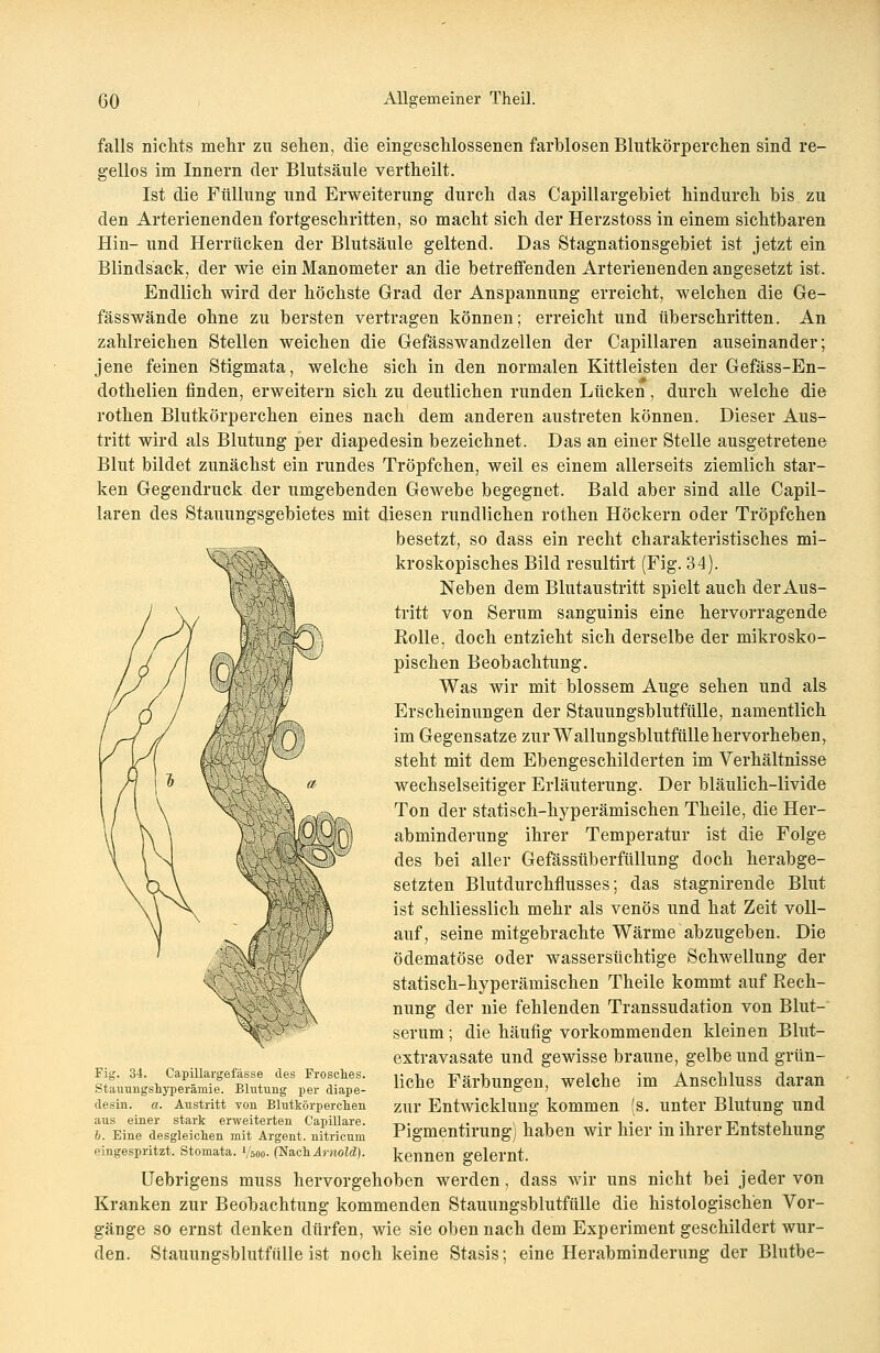 falls nichts mehr zu sehen, die eingeschlossenen farblosen Blutkörperchen sind re- gellos im Innern der Blutsäule vertheilt. Ist die Füllung und Erweiterung durch das Capillargebiet hindurch bis zu den Arterienenden fortgeschritten, so macht sich der Herzstoss in einem sichtbaren Hin- und Herrücken der Blutsäule geltend. Das Stagnationsgebiet ist jetzt ein Blindsack, der wie ein Manometer an die betreffenden Arterienenden angesetzt ist. Endlich wird der höchste Grad der Anspannung erreicht, welchen die Ge- fässwände ohne zu bersten vertragen können; erreicht und überschritten. An zahlreichen Stellen weichen die Gefässwandzellen der Capillaren auseinander; jene feinen Stigmata, welche sich in den normalen Kittleisten der Gefäss-En- dothelien finden, erweitern sich zu deutlichen runden Lücken , durch welche die rothen Blutkörperchen eines nach dem anderen austreten können. Dieser Aus- tritt wird als Blutung per diapedesin bezeichnet. Das an einer Stelle ausgetretene Blut bildet zunächst ein rundes Tröpfchen, weil es einem allerseits ziemlich star- ken Gegendruck der umgebenden Gewebe begegnet. Bald aber sind alle Capil- laren des Stauungsgebietes mit diesen rundlichen rothen Höckern oder Tröpfchen besetzt, so dass ein recht charakteristisches mi- kroskopisches Bild resultirt (Fig. 34). Neben dem Blutaustritt spielt auch der Aus- tritt von Serum sanguinis eine hervorragende Rolle, doch entzieht sich derselbe der mikrosko- pischen Beobachtung. Was wir mit blossem Auge sehen und als Erscheinungen der Stauungsblutfülle, namentlich im Gegensatze zur Wallungsblutfülle hervorheben^ steht mit dem Ebengeschilderten im Verhältnisse wechselseitiger Erläuterung. Der bläulich-livide Ton der statisch-hyperämischen Theile, die Her- abminderung ihrer Temperatur ist die Folge des bei aller Gefässüberfüllung doch herabge- setzten Blutdurchflusses; das stagnirende Blut ist schliesslich mehr als venös und hat Zeit voll- auf, seine mitgebrachte Wärme abzugeben. Die ödematöse oder wassersüchtige Schwellung der statisch-hyperämischen Theile kommt auf Rech- nung der nie fehlenden Transsudaten von Blut- serum ; die häufig vorkommenden kleinen Blut- extravasate und gewisse braune, gelbe und grün- liche Färbungen, welche im Anschluss daran zur Entwicklung kommen (s. unter Blutung und Pigmentirung) haben wir hier in ihrer Entstehung kennen gelernt. Uebrigens muss hervorgehoben werden, dass wir uns nicht bei jeder von Kranken zur Beobachtung kommenden Stauungsblutfülle die histologischen Vor- gänge so ernst denken dürfen, wie sie oben nach dem Experiment geschildert wur- den. Stauungsblutfülle ist noch keine Stasis; eine Herabminderung der Blutbe- Fig. 34. Capillargefasse des Frosches. Stauungshyperäraie. Blutung per diape- desin. a. Austritt von Blutkörperchen aus einer stark erweiterten Capillare. h. Eine desgleichen mit Argent. nitricum eingespritzt. Stomata. Vsoo- (Nach Arnold).