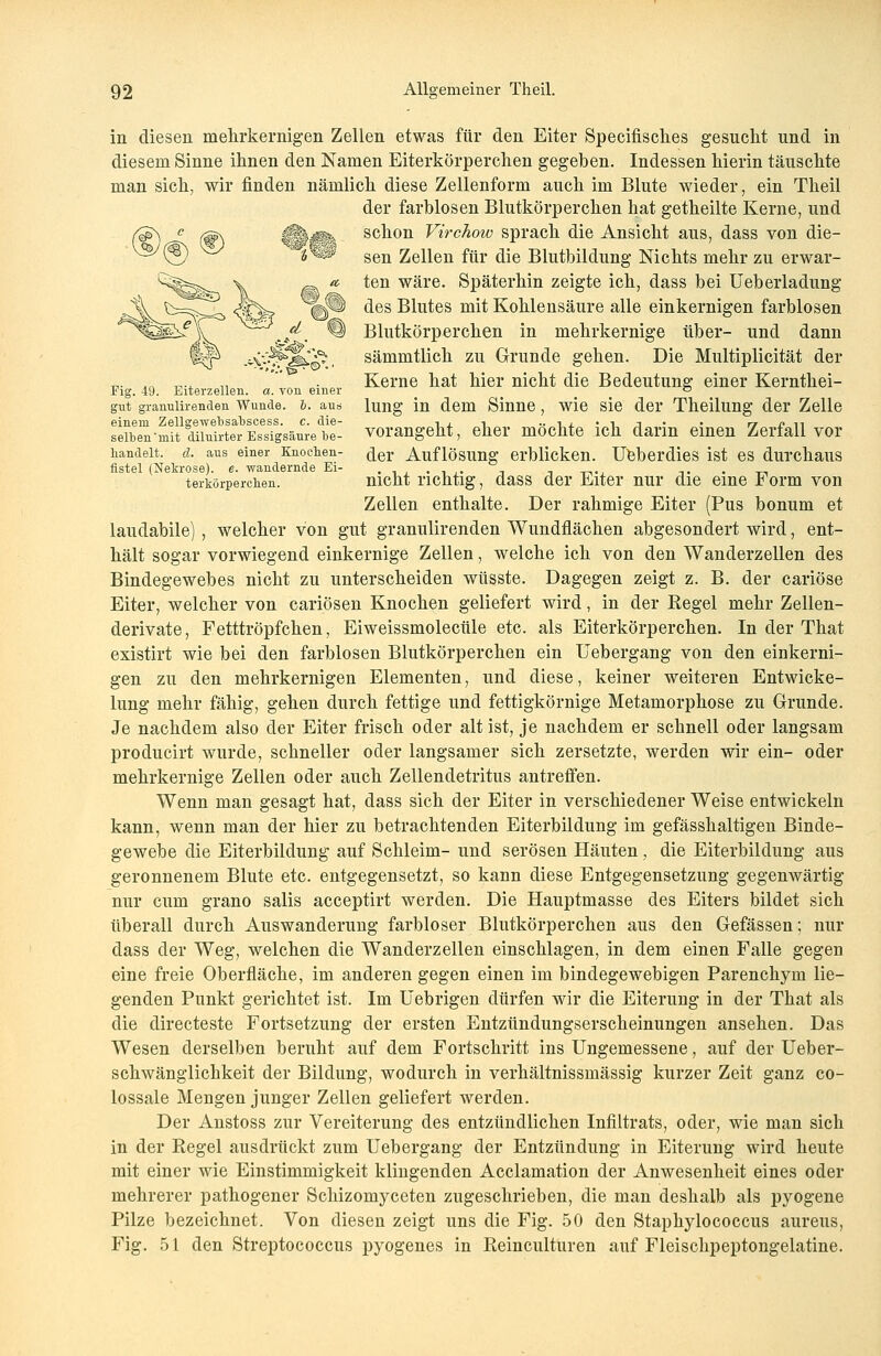 •».V.T3» Fig. 49. Eiterzellen, a. von einer gut granulirenden Wunde. 6. aus einem Zellgewebsabscess. c. die- selben'mit diluirter Essigsäure be- handelt, d. aus einer Knoclien- flstel (Nekrose), e. wandernde Ei- terkörperchen. in diesen niehrkernigen Zellen etwas für den Eiter Specifisches gesucht und in diesem Sinne ihnen den Namen Eiterkörperchen gegeben. Indessen hierin täuschte man sich, wir finden nämlich diese Zellenform auch im Blute wieder, ein Theil der farblosen Blutkörperchen hat getheilte Kerne, und schon Virchow sprach die Ansicht aus, dass von die- sen Zellen für die Blutbildung Nichts mehr zu erwar- ten wäre. Späterhin zeigte ich, dass bei Ueberladung des Blutes mit Kohlensäure alle einkernigen farblosen Blutkörperchen in mehrkernige über- und dann sämmtlich zu Grunde gehen. Die Multiplicität der Kerne hat hier nicht die Bedeutung einer Kernthei- lung in dem Sinne, wie sie der Theilung der Zelle vorangeht, eher möchte ich darin einen Zerfall vor der Auflösung erblicken. Ueberdies ist es durchaus nicht richtig, dass der Eiter nur die eine Form von Zellen enthalte. Der rahmige Eiter (Pus bonum et laudabile) , welcher von gut granulirenden Wundflächen abgesondert wird, ent- hält sogar vorwiegend einkernige Zellen, welche ich von den Wanderzellen des Bindegewebes nicht zu unterscheiden wüsste. Dagegen zeigt z. B. der cariöse Eiter, welcher von cariösen Knochen geliefert wird, in der Regel mehr Zellen- derivate, Fetttröpfchen, Eiweissmolecüle etc. als Eiterkörperchen. In der That existirt wie bei den farblosen Blutkörperchen ein Uebergang von den einkerni- gen zu den mehrkernigen Elementen, und diese, keiner weiteren Entwicke- lung mehr fähig, gehen durch fettige und fettigkörnige Metamorphose zu Grunde. Je nachdem also der Eiter frisch oder alt ist, je nachdem er schnell oder langsam producirt wurde, schneller oder langsamer sich zersetzte, werden wir ein- oder mehrkernige Zellen oder auch Zellendetritus antreffen. Wenn man gesagt hat, dass sich der Eiter in verschiedener Weise entwickeln kann, wenn man der hier zu betrachtenden Eiterbildung im gefässhaltigen Binde- gewebe die Eiterbildung auf Schleim- und serösen Häuten, die Eiterbildung aus geronnenem Blute etc. entgegensetzt, so kann diese Entgegensetzung gegenwärtig nur cum grano salis acceptirt werden. Die Hauptmasse des Eiters bildet sich überall durch Auswanderung farbloser Blutkörperchen aus den Gefässen; nur dass der Weg, welchen die Wanderzellen einschlagen, in dem einen Falle gegen eine freie Oberfläche, im anderen gegen einen im bindegewebigen Parenchyrn lie- genden Punkt gerichtet ist. Im Uebrigen dürfen wir die Eiterung in der That als die directeste Fortsetzung der ersten Entzündungserscheinungen ansehen. Das Wesen derselben beruht auf dem Fortschritt ins Ungemessene, auf der Ueber- schwänglicbkeit der Bildung, wodurch in verhältnissmässig kurzer Zeit ganz co- lossale Mengen junger Zellen geliefert werden. Der Anstoss zur Vereiterung des entzündlichen Infiltrats, oder, wie man sich in der Regel ausdrückt zum Uebergang der Entzündung in Eiterung wird heute mit einer wie Einstimmigkeit klingenden Acclamation der Anwesenheit eines oder mehrerer pathogener Schizomyceten zugeschrieben, die man deshalb als pyogene Pilze bezeichnet. Von diesen zeigt uns die Fig. 50 den Staphylococcus aureus, Fig. 51 den Streptococcus pyogenes in Reinculturen auf Fleischpeptongelatine.