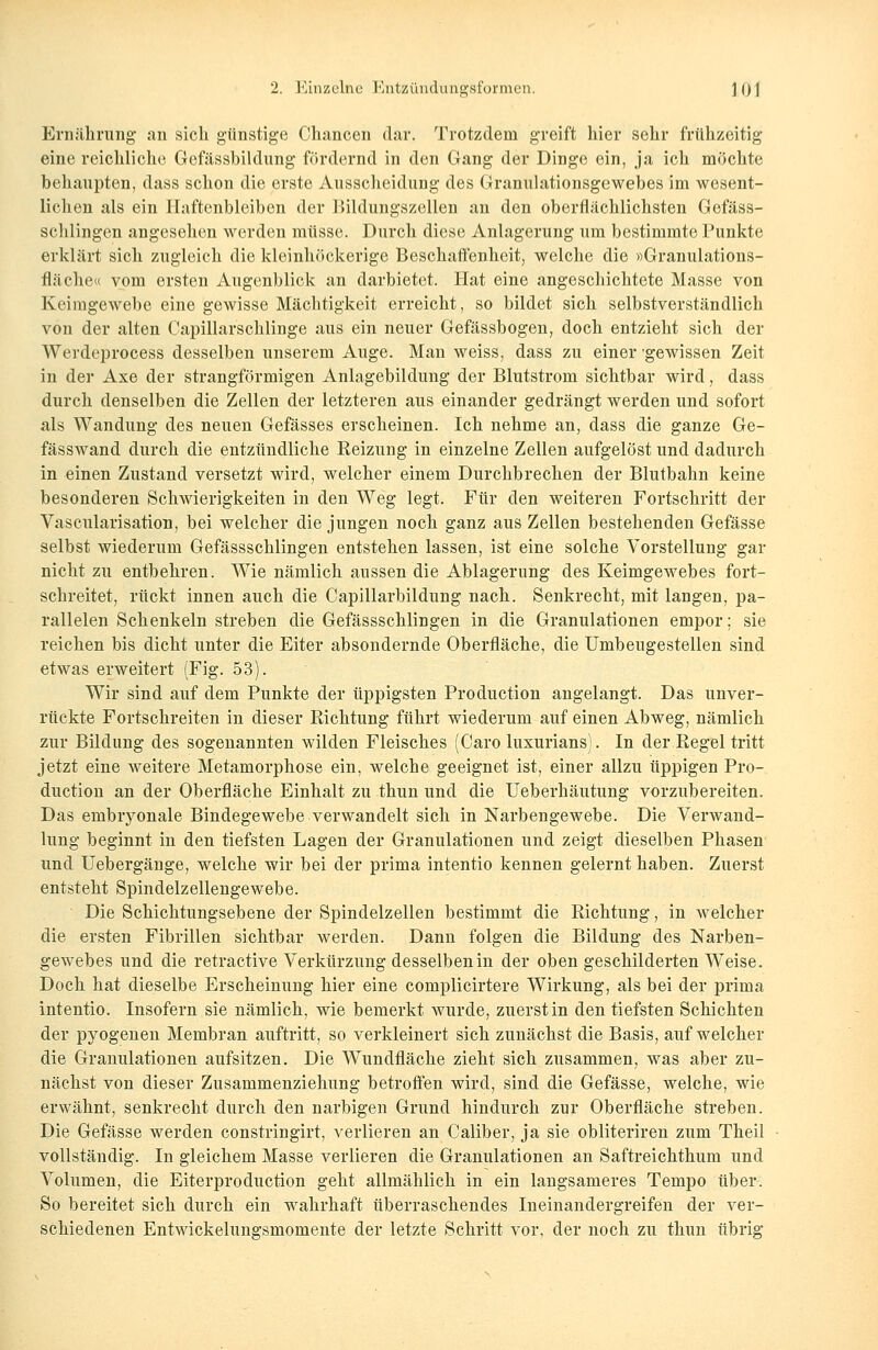 Ernährung an sich günstige Chancen dar. Trotzdem greift hier sehr frühzeitig eine reichliche Gefässbildung fördernd in den Gang der Dinge ein, ja ich möchte behaupten, dass schon die erste Ausscheidung des Granulationsgewebes im wesent- lichen als ein Haftenbleiben der Bildungszellen an den oberflächlichsten Gefäss- schlingen angesehen werden müsse. Durch diese Anlagerung um bestimmte Punkte erklärt sich zugleich die kleinhöckerige Beschaffenheit, welche die »Granulations- fläche« vom ersten Augenblick an darbietet. Hat eine angeschichtete Masse von Keimgewebe eine gewisse Mächtigkeit erreicht, so bildet sich selbstverständlich von der alten Capillarschlinge aus ein neuer Gefässbogen, doch entzieht sich der Werdeprocess desselben unserem Auge. Man weiss, dass zu einer gewissen Zeit in der Axe der strangförmigen Anlagebildimg der Blutstrom sichtbar wird, dass durch denselben die Zellen der letzteren aus einander gedrängt werden und sofort als Wandung des neuen Gefässes erscheinen. Ich nehme an, dass die ganze Ge- fässwand durch die entzündliche Beizung in einzelne Zellen aufgelöst und dadurch in einen Zustand versetzt wird, welcher einem Durchbrechen der Blutbahn keine besonderen Schwierigkeiten in den Weg legt. Für den weiteren Fortschritt der Vascularisation, bei welcher die jungen noch ganz aus Zellen bestehenden Gefässe selbst wiederum Gefässschlingen entstehen lassen, ist eine solche Vorstellung gar nicht zu entbehren. Wie nämlich aussen die Ablagerung des Keimgewebes fort- schreitet, rückt innen auch die Capillarbildung nach. Senkrecht, mit langen, pa- rallelen Schenkeln streben die Gefässschlingen in die Granulationen empor; sie reichen bis dicht unter die Eiter absondernde Oberfläche, die Unibeugestellen sind etwas erweitert (Fig. 53). Wir sind auf dem Punkte der üppigsten Production angelangt. Das unver- rückte Fortschreiten in dieser Richtung führt wiederum auf einen Abweg, nämlich zur Bildung des sogenannten wilden Fleisches (Caro luxurians). In der.Regel tritt jetzt eine weitere Metamorphose ein, welche geeignet ist, einer allzu üppigen Pro- duction an der Oberfläche Einhalt zu thun und die Ueberhäutung vorzubereiten. Das embryonale Bindegewebe verwandelt sich in Narbengewebe. Die Verwand- lung beginnt in den tiefsten Lagen der Granulationen und zeigt dieselben Phasen und Uebergänge, welche wir bei der prima intentio kennen gelernt haben. Zuerst entsteht Spindelzellengewebe. Die Schichtungsebene der Spindelzellen bestimmt die Richtung, in welcher die ersten Fibrillen sichtbar werden. Dann folgen die Bildung des Narben- gewebes und die retractive Verkürzung desselben in der oben geschilderten Weise. Doch hat dieselbe Erscheinung hier eine complicirtere Wirkung, als bei der prima intentio. Insofern sie nämlich, wie bemerkt wurde, zuerst in den tiefsten Schichten der pyogenen Membran auftritt, so verkleinert sich zunächst die Basis, auf welcher die Granulationen aufsitzen. Die Wundfläche zieht sich zusammen, was aber zu- nächst von dieser Zusammenziehung betroffen wird, sind die Gefässe, welche, wie erwähnt, senkrecht durch den narbigen Grund hindurch zur Oberfläche streben. Die Gefässe werden constringirt, verlieren an Caliber, ja sie obliteriren zum Theil vollständig. In gleichem Masse verlieren die Granulationen an Saftreichthum und Volumen, die Eiterproduction geht allmählich in ein langsameres Tempo über. So bereitet sich durch ein wahrhaft überraschendes Ineinandergreifen der ver- schiedenen Entwickelungsmomente der letzte Schritt vor, der noch zu thun übrig